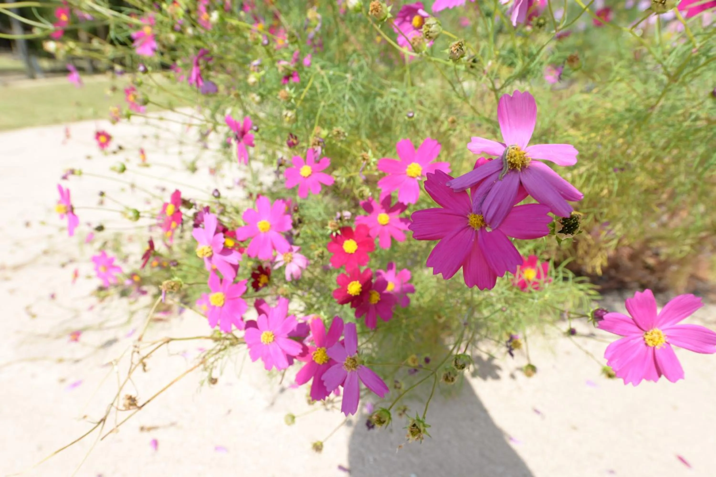 Garden in Kotengu Sanroji