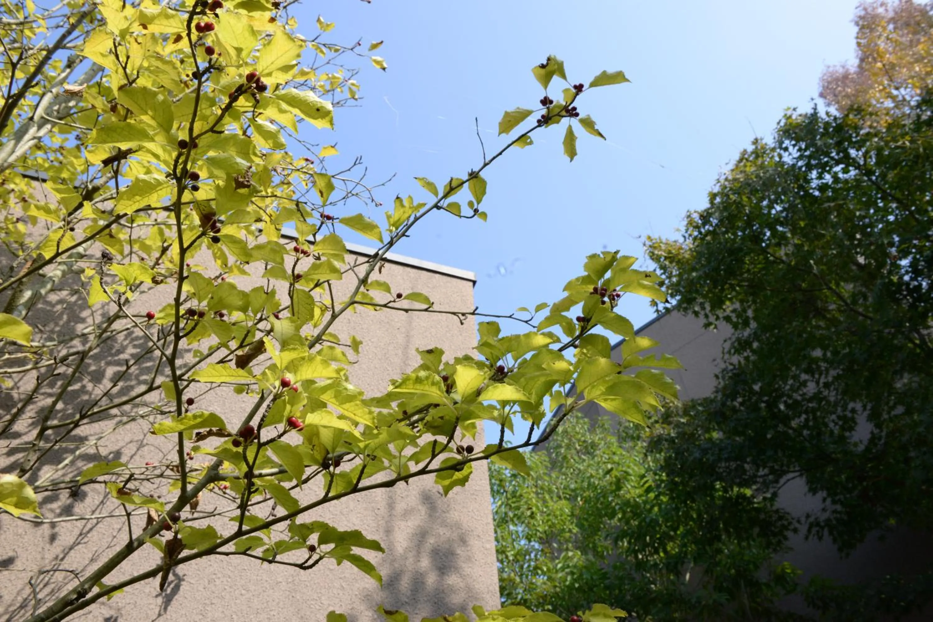 Property building in Kotengu Sanroji