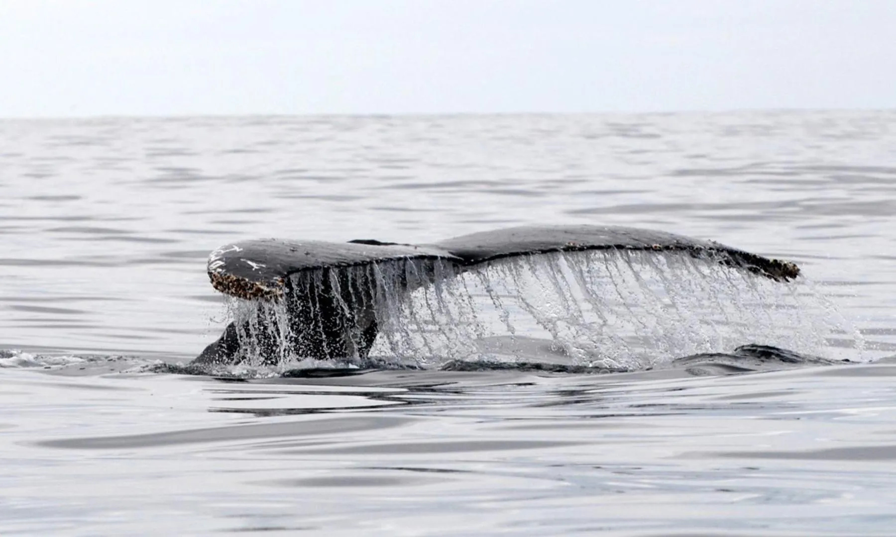 Sea view in Mollymook Beach Waterfront