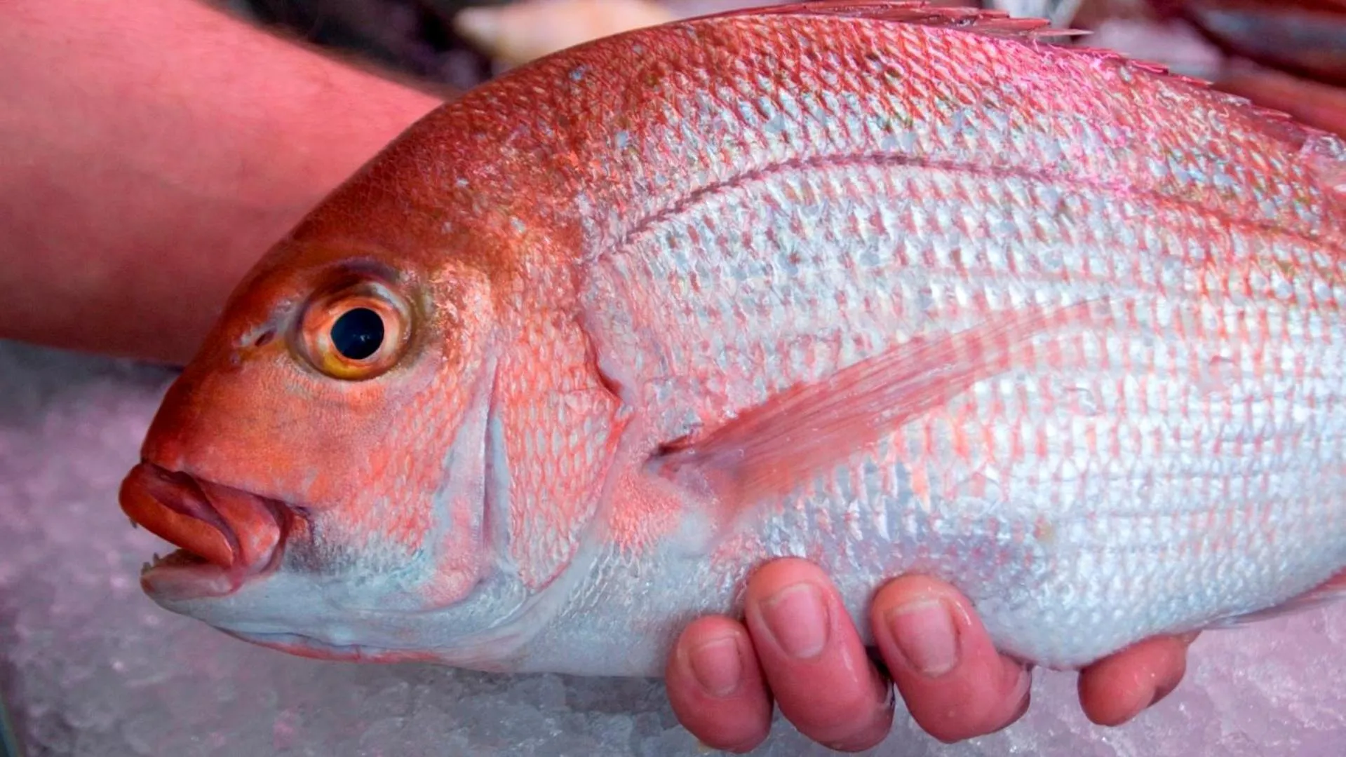Fishing in Mollymook Beach Waterfront