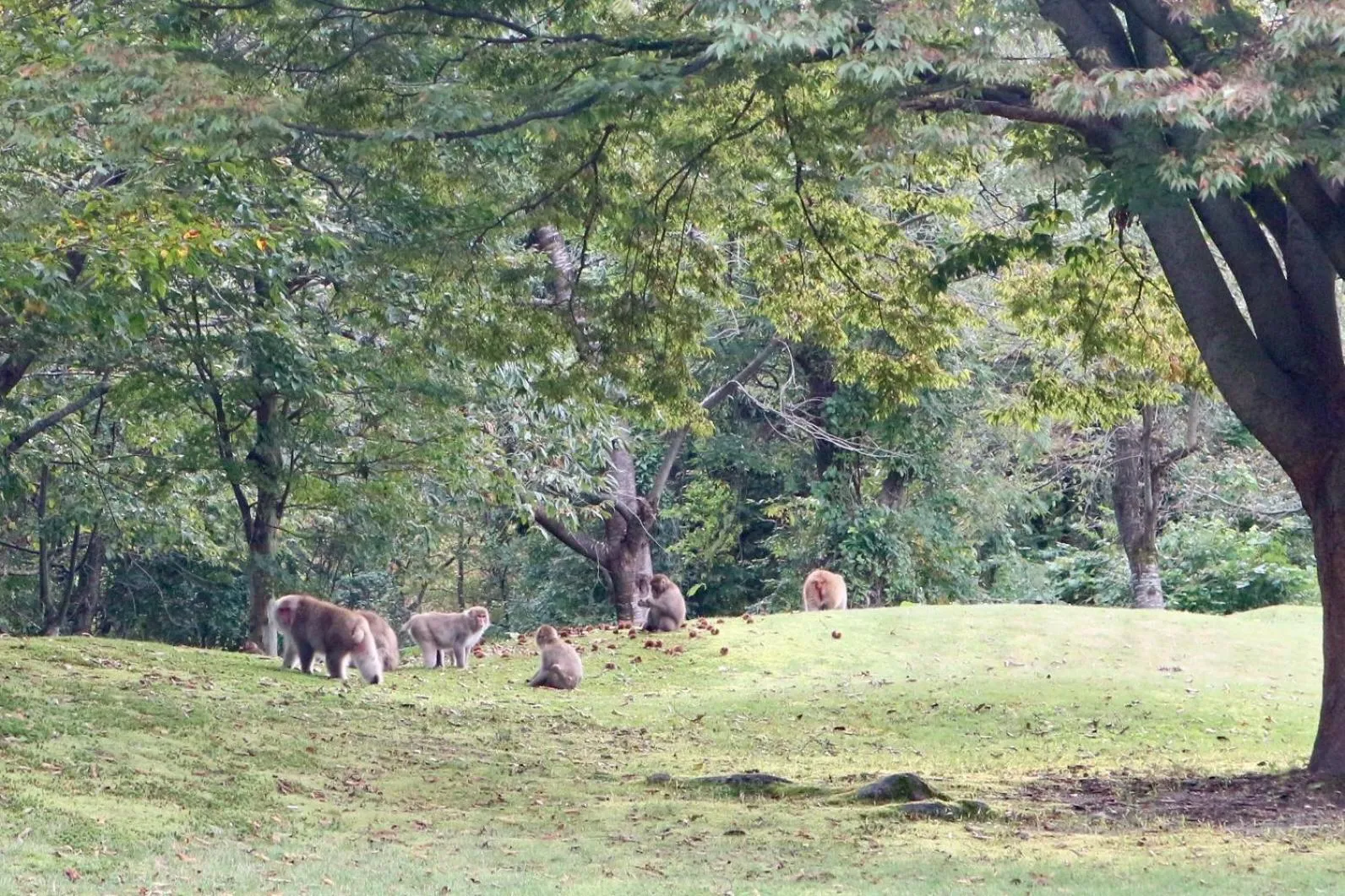 Animals in Bunanoyado Koase
