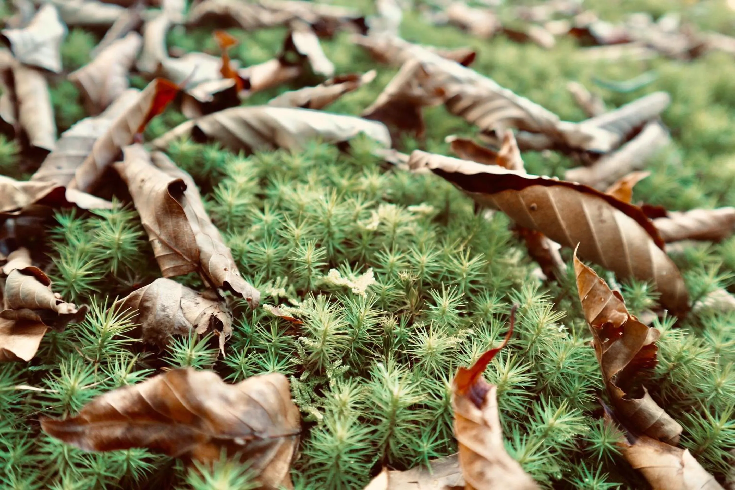 Autumn in Bunanoyado Koase