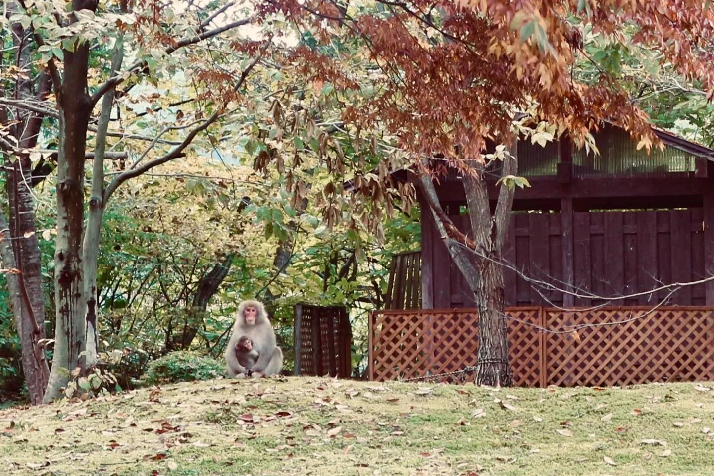 Animals in Bunanoyado Koase