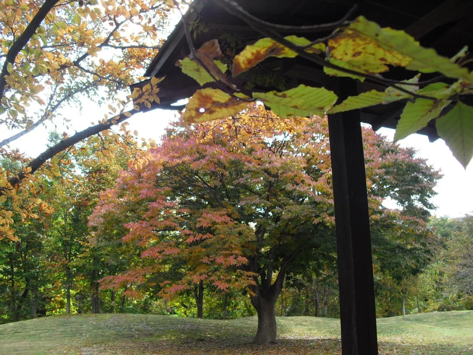 Garden in Bunanoyado Koase