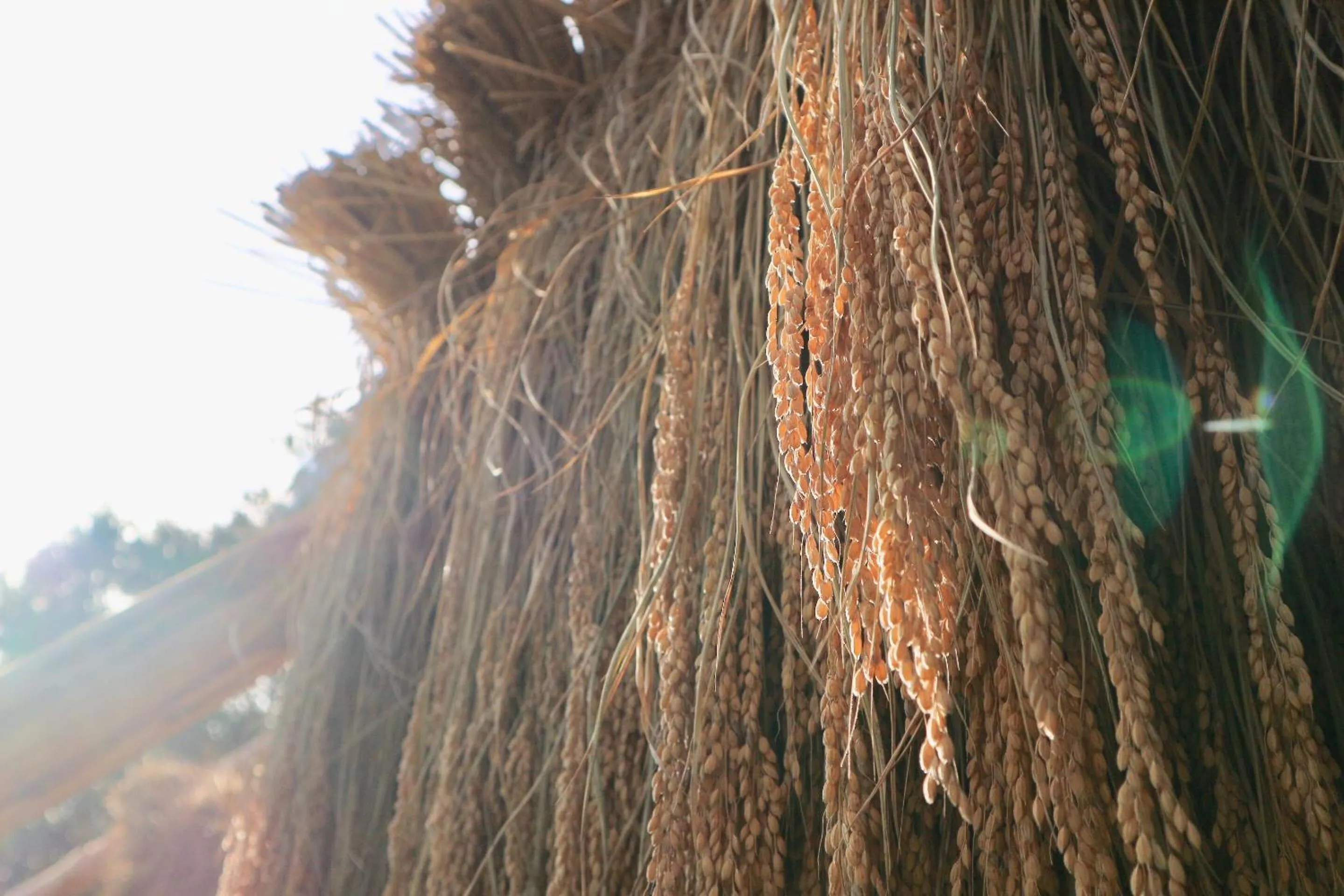 Food and drinks in Bunanoyado Koase