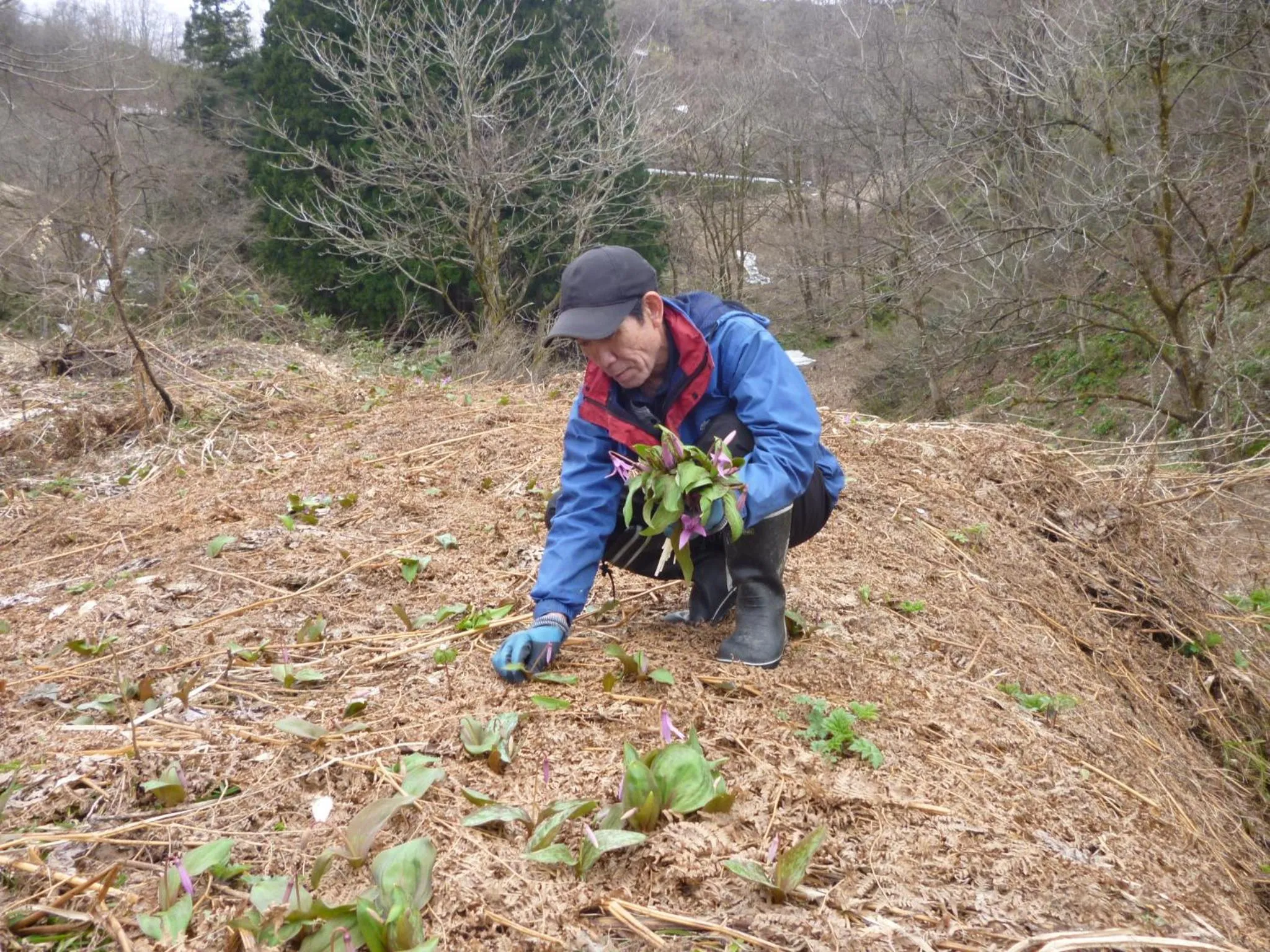Spring in Bunanoyado Koase