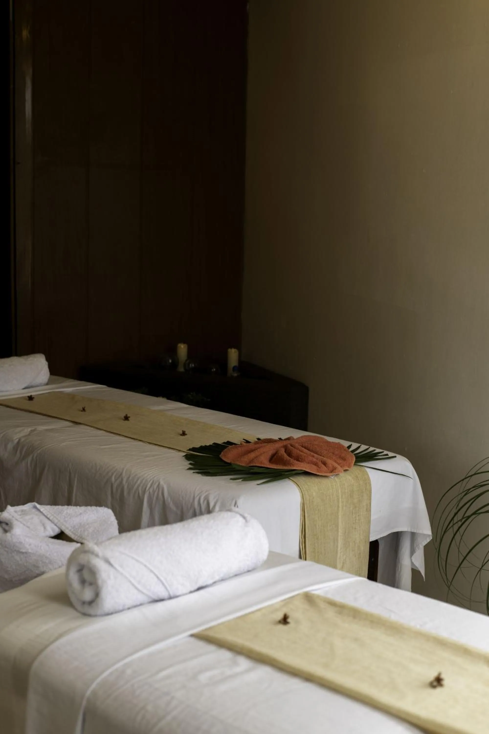 Bed in Bufo Alvarius