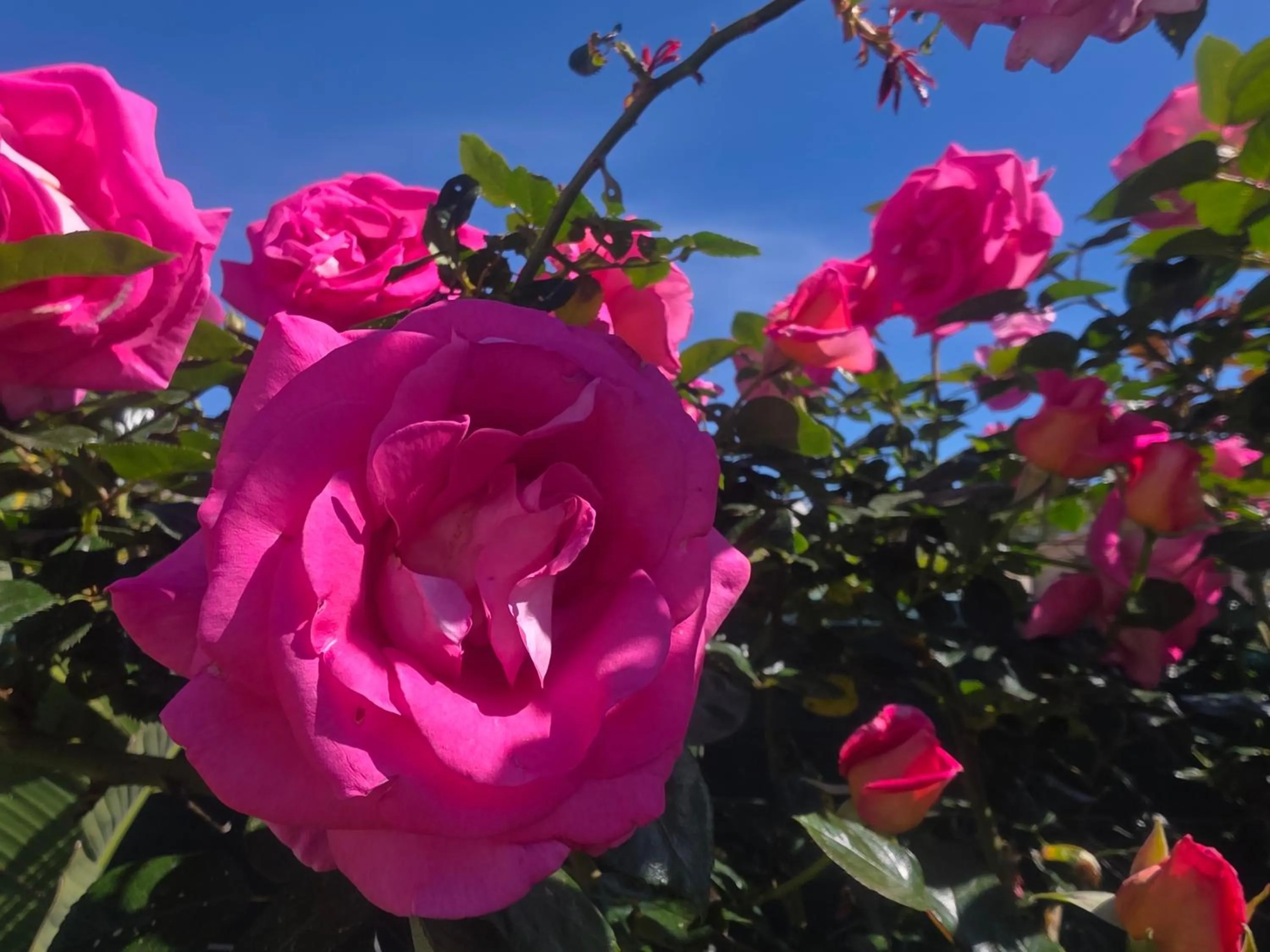 Chambre d'hôtes dans Villa Diane