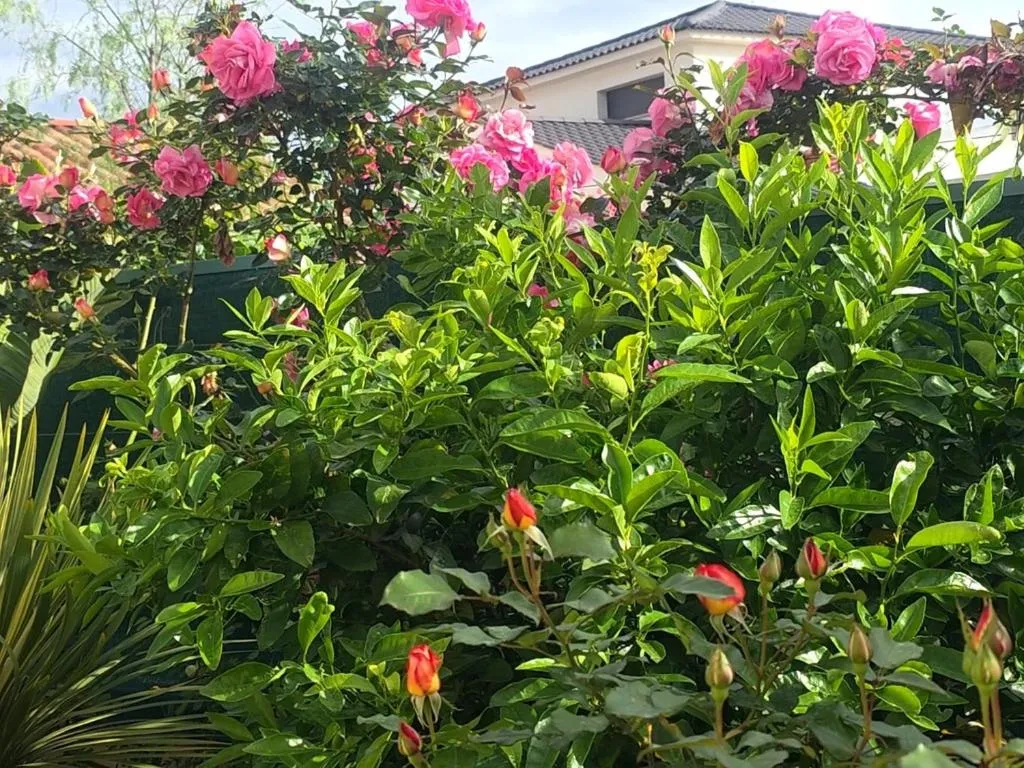 Garden view in Chambre d'hôtes dans Villa Diane