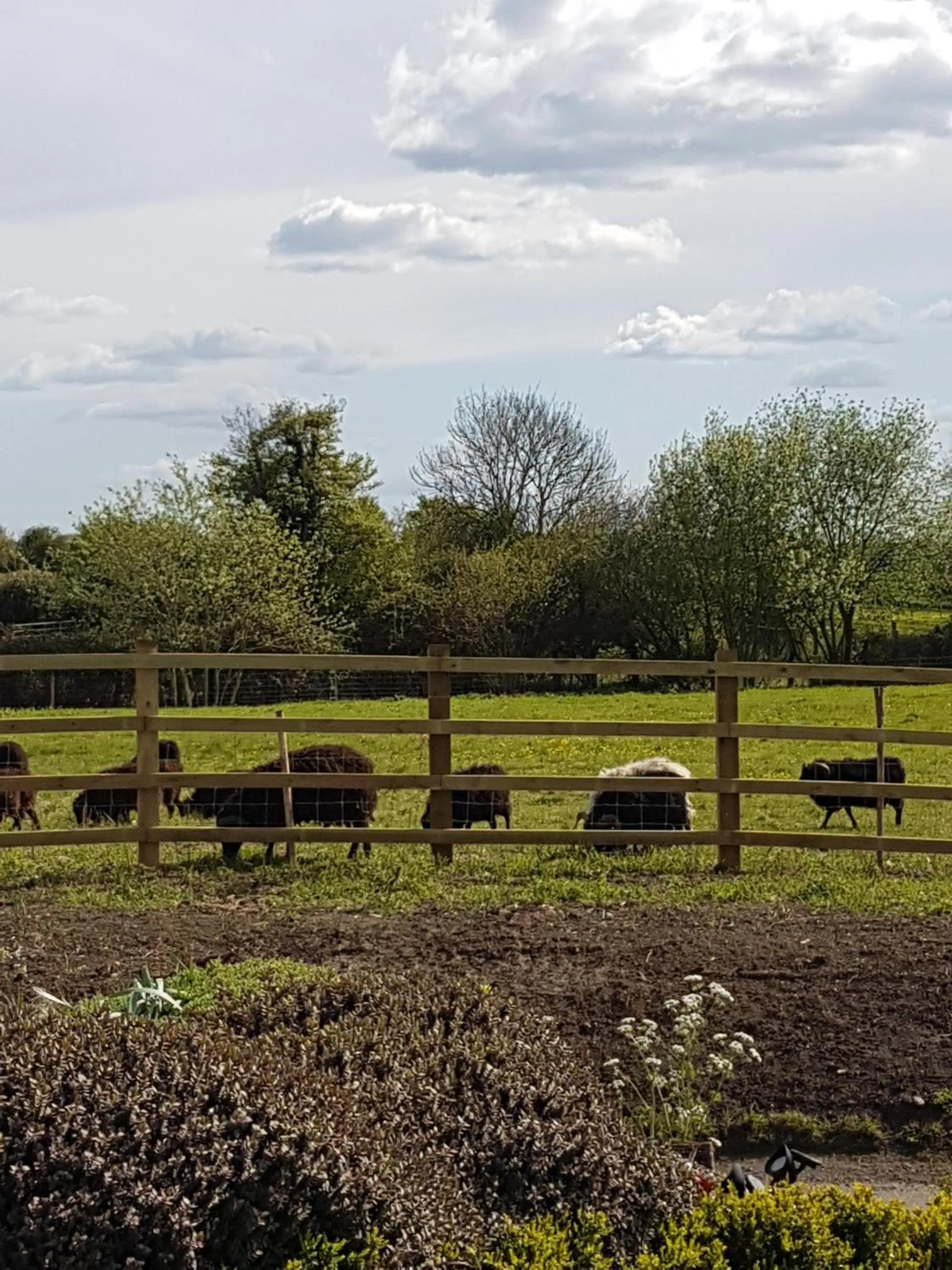 Natural landscape in Spring Paddocks B&B