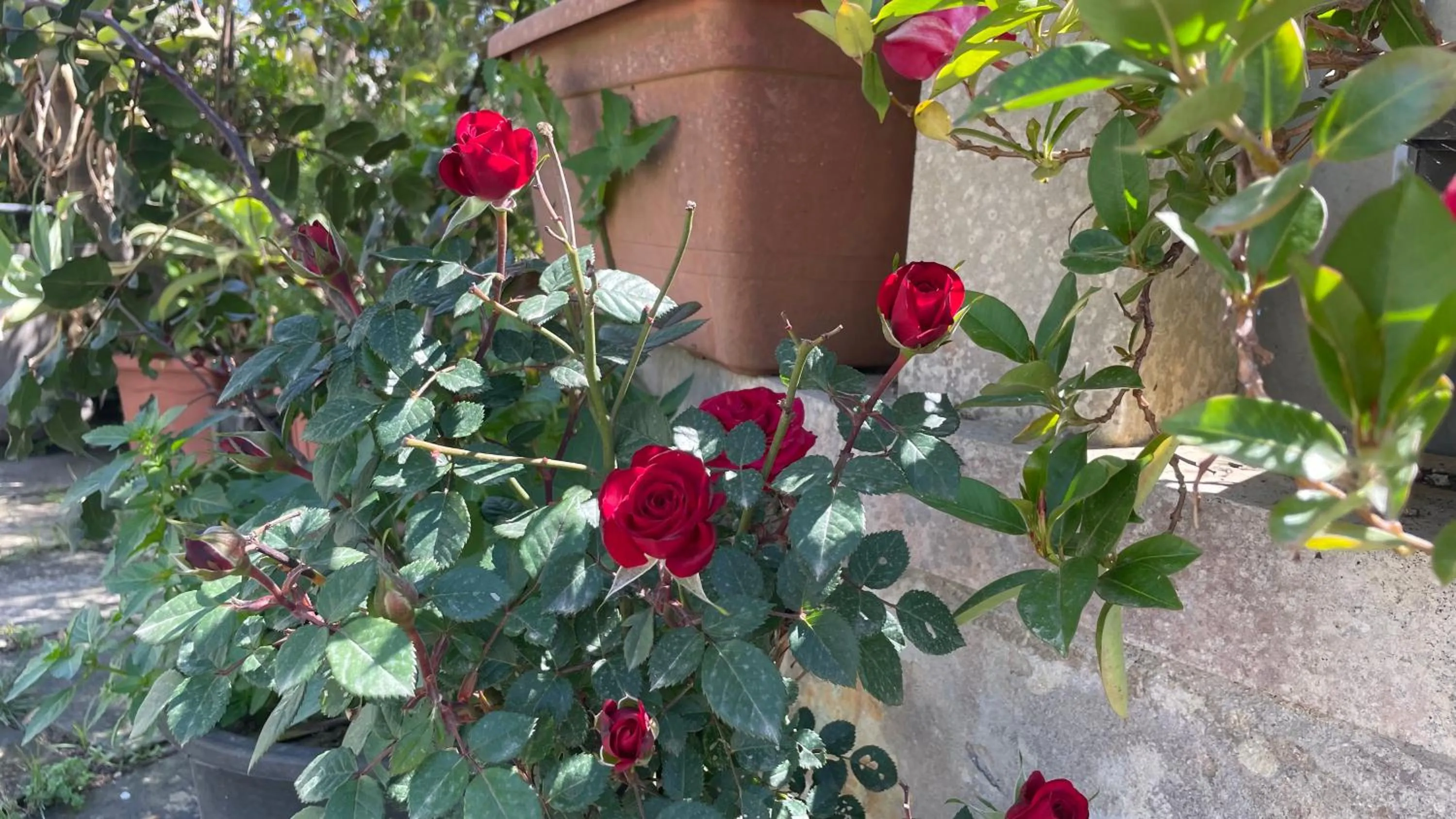 Garden in B&b Ophelia