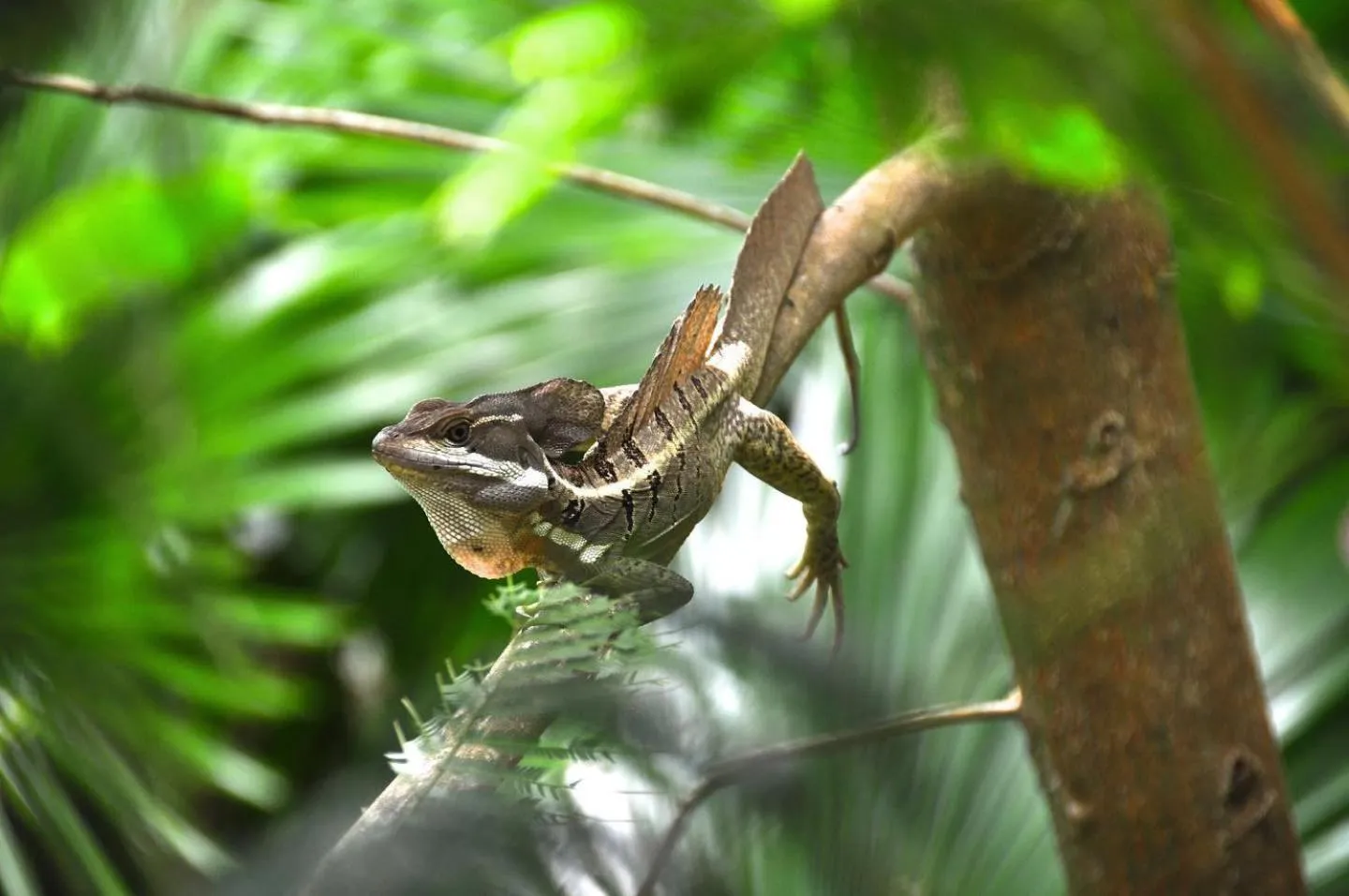 Garden in Ojochal Gardens
