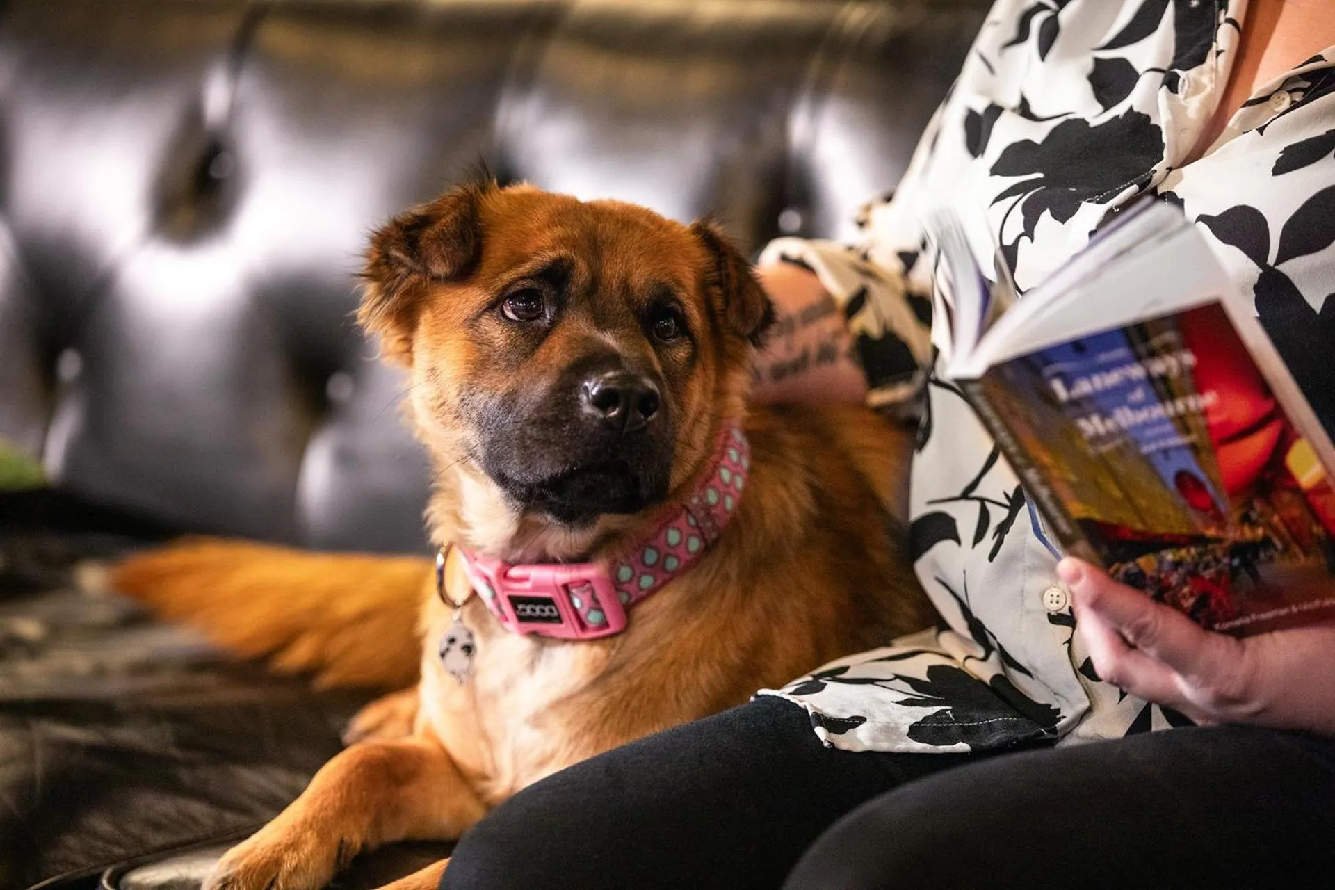 Pets in Ink Hotel Melbourne Southbank