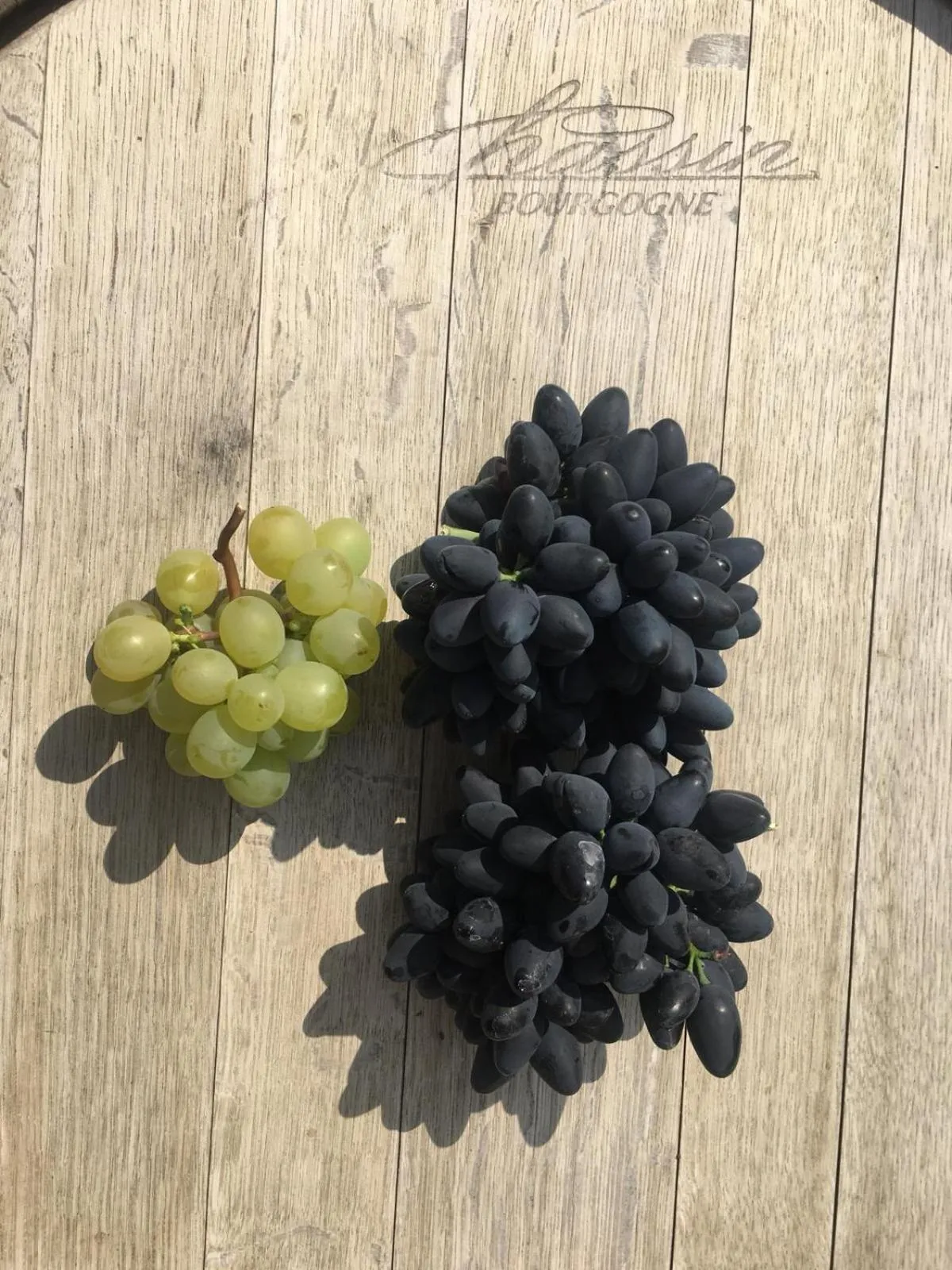 Garden in VILLA BRICOLA - Boutique Apartments