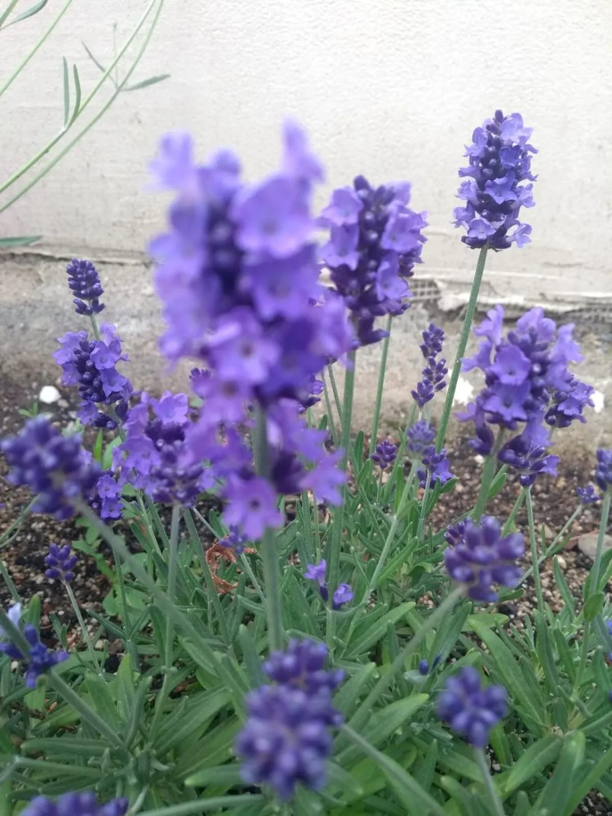 Garden in VILLA BRICOLA - Boutique Apartments