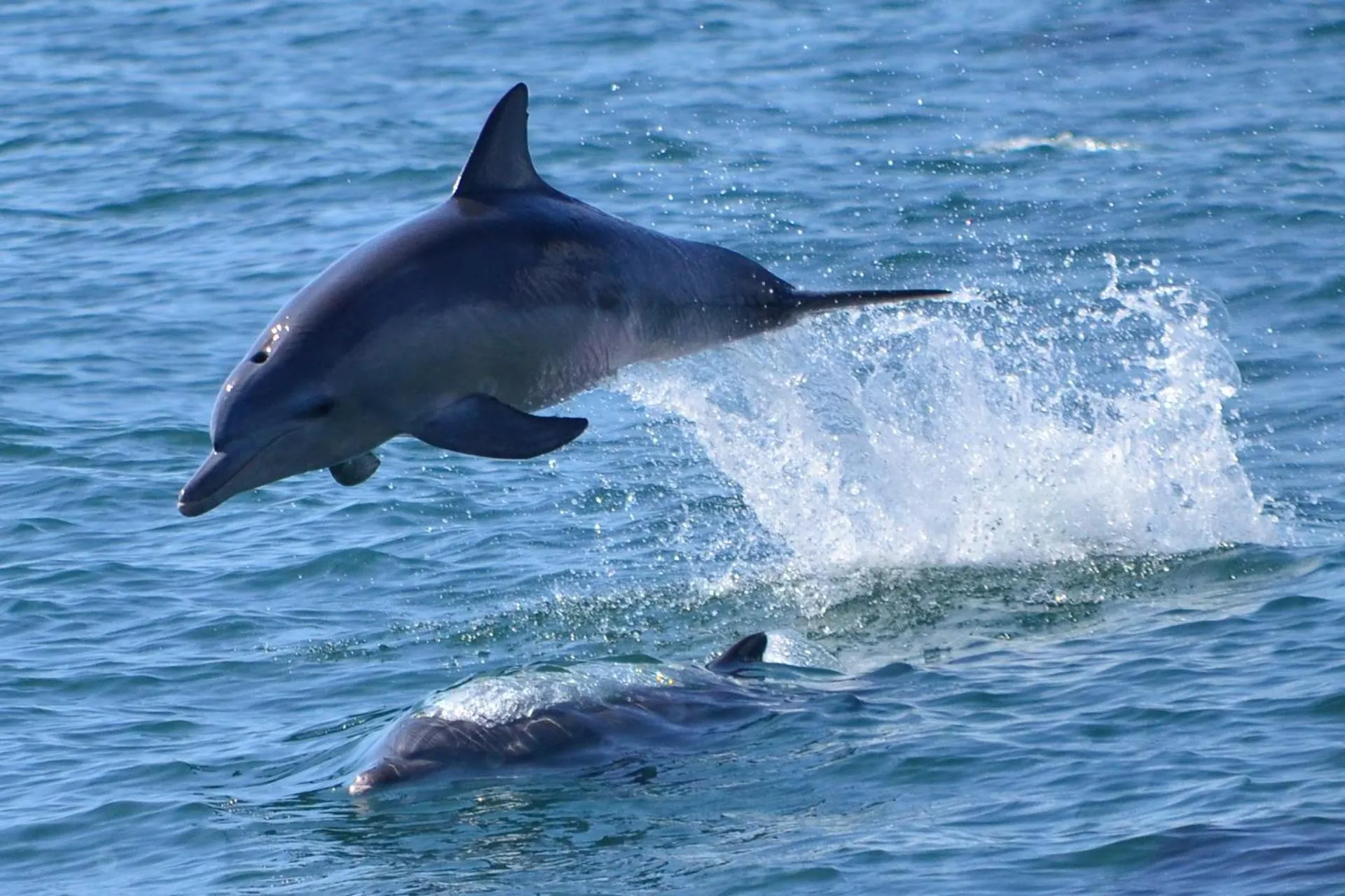 Animals in Seacruise House Navio