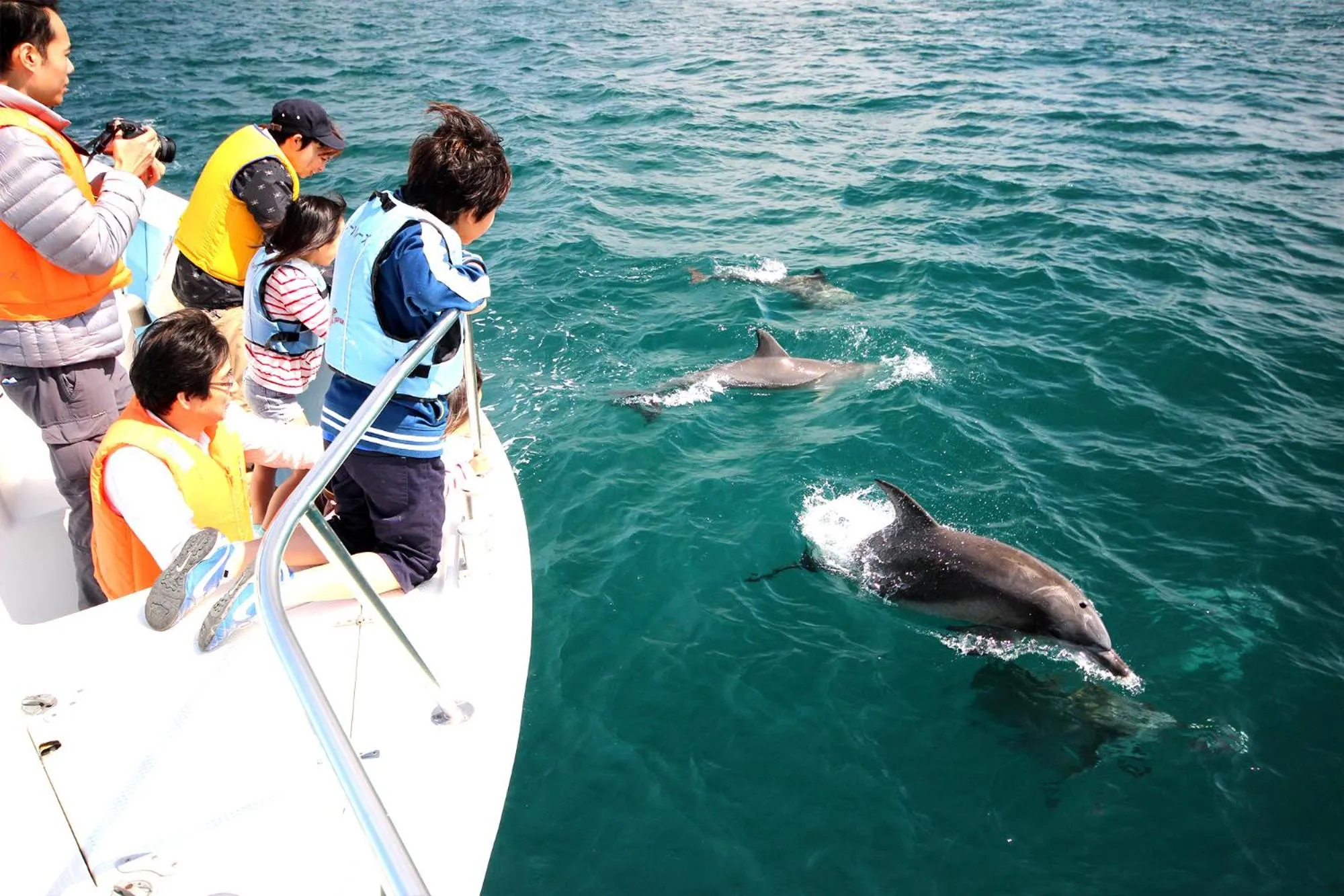 Animals in Seacruise House Navio