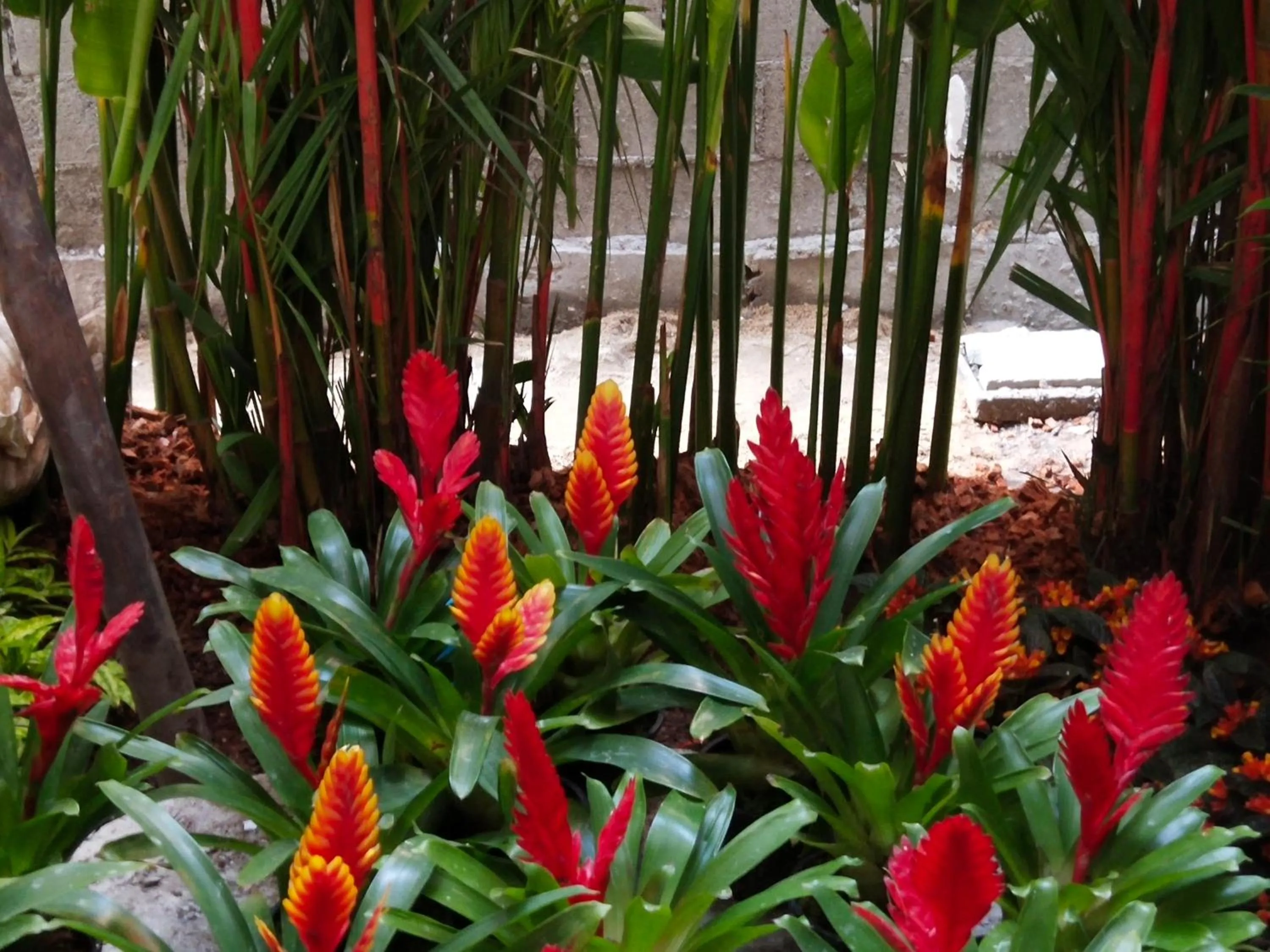 Garden in Hotel De Sripoom