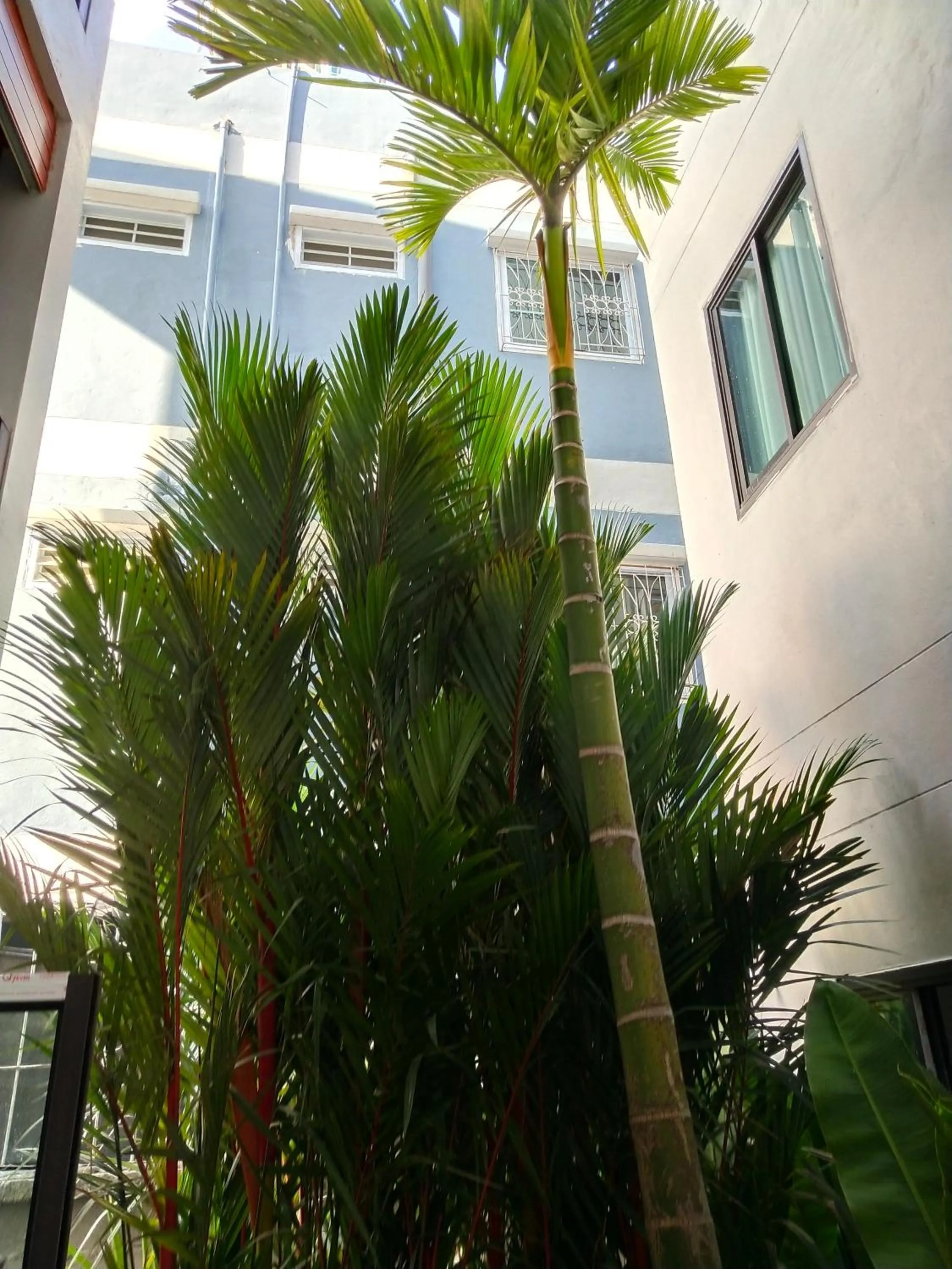 Garden in Hotel De Sripoom