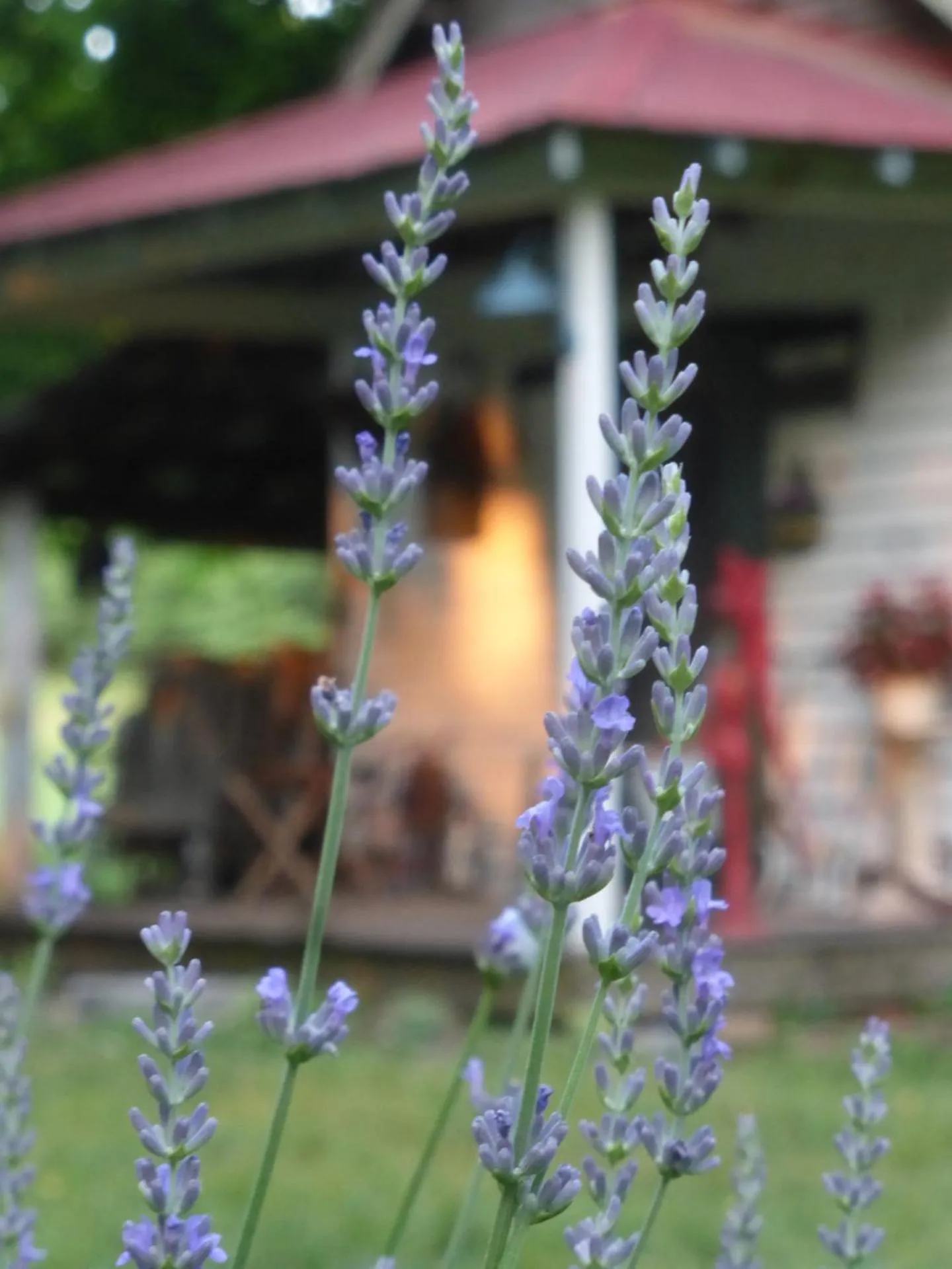 Garden in Mulberry Lavender Farm and B&B