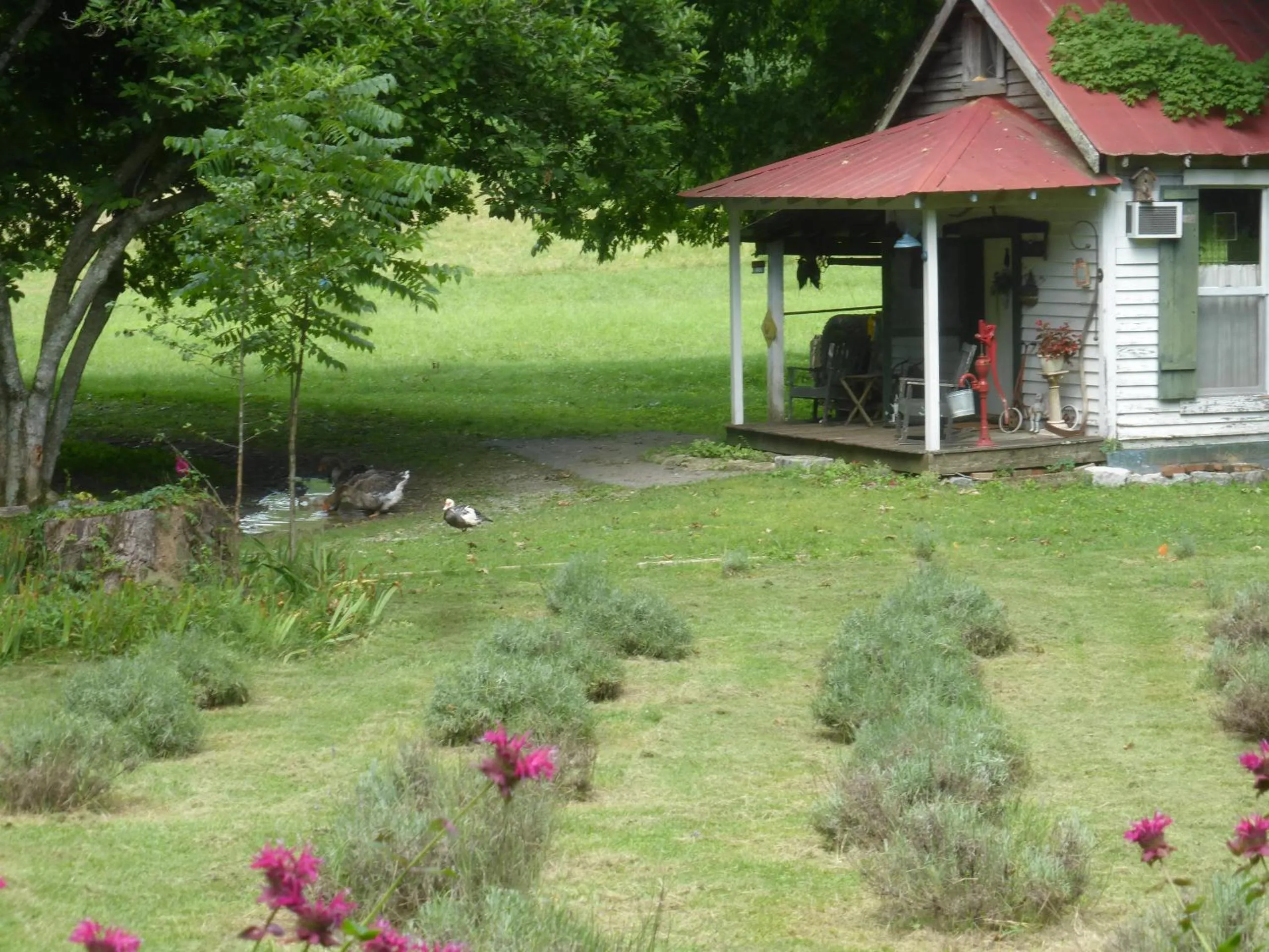 Property building in Mulberry Lavender Farm and B&B