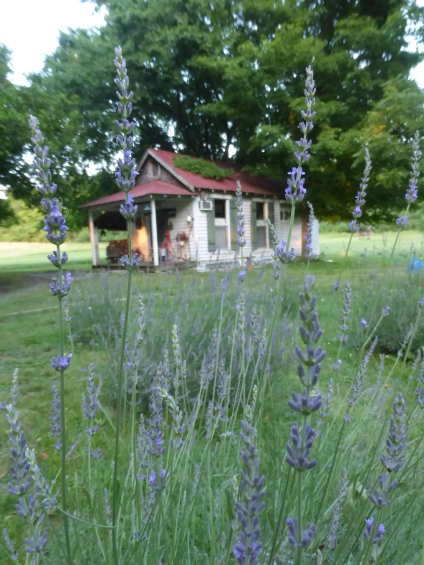 Property building in Mulberry Lavender Farm and B&B