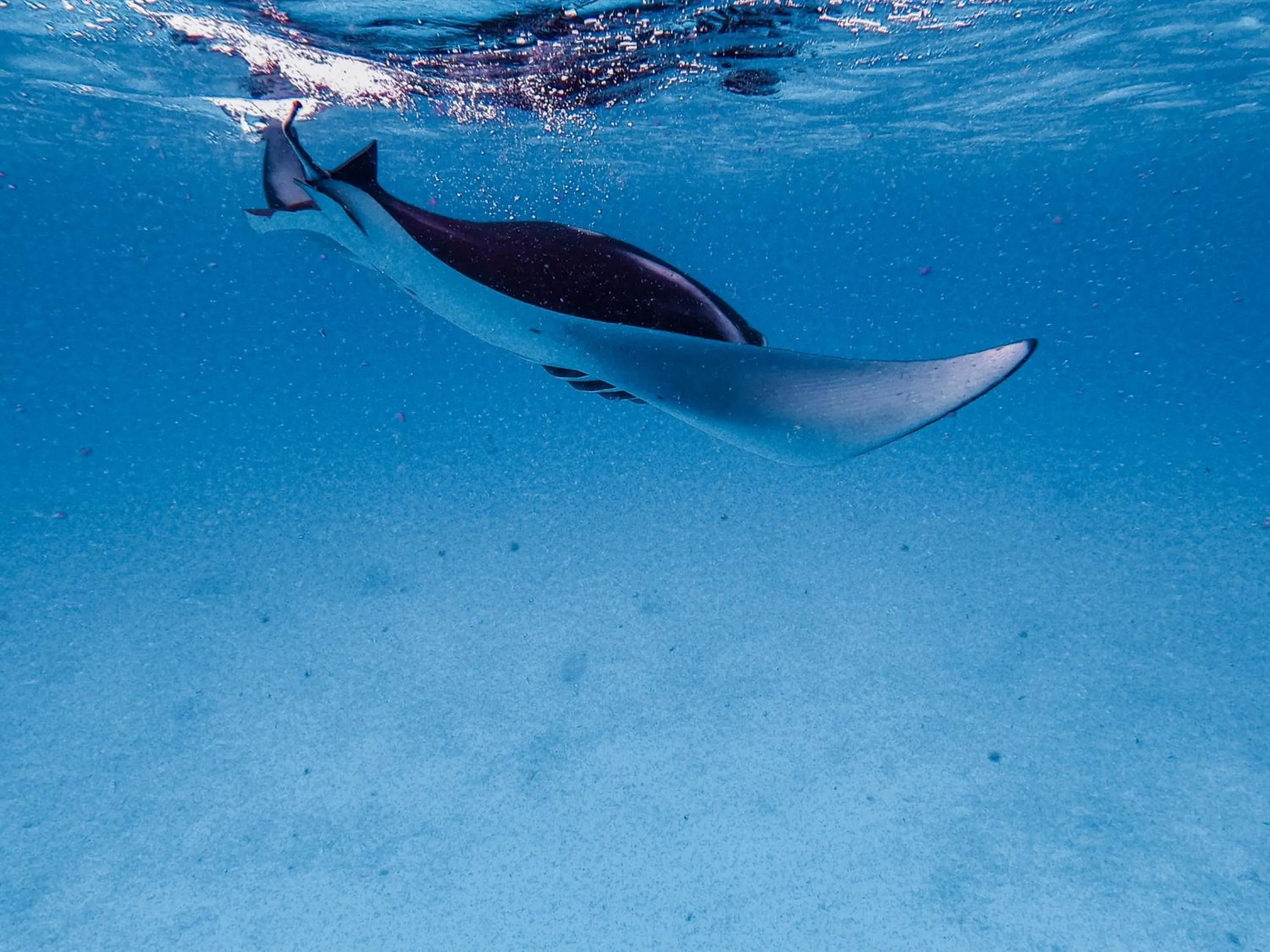 Activities in PERLA Dhangethi