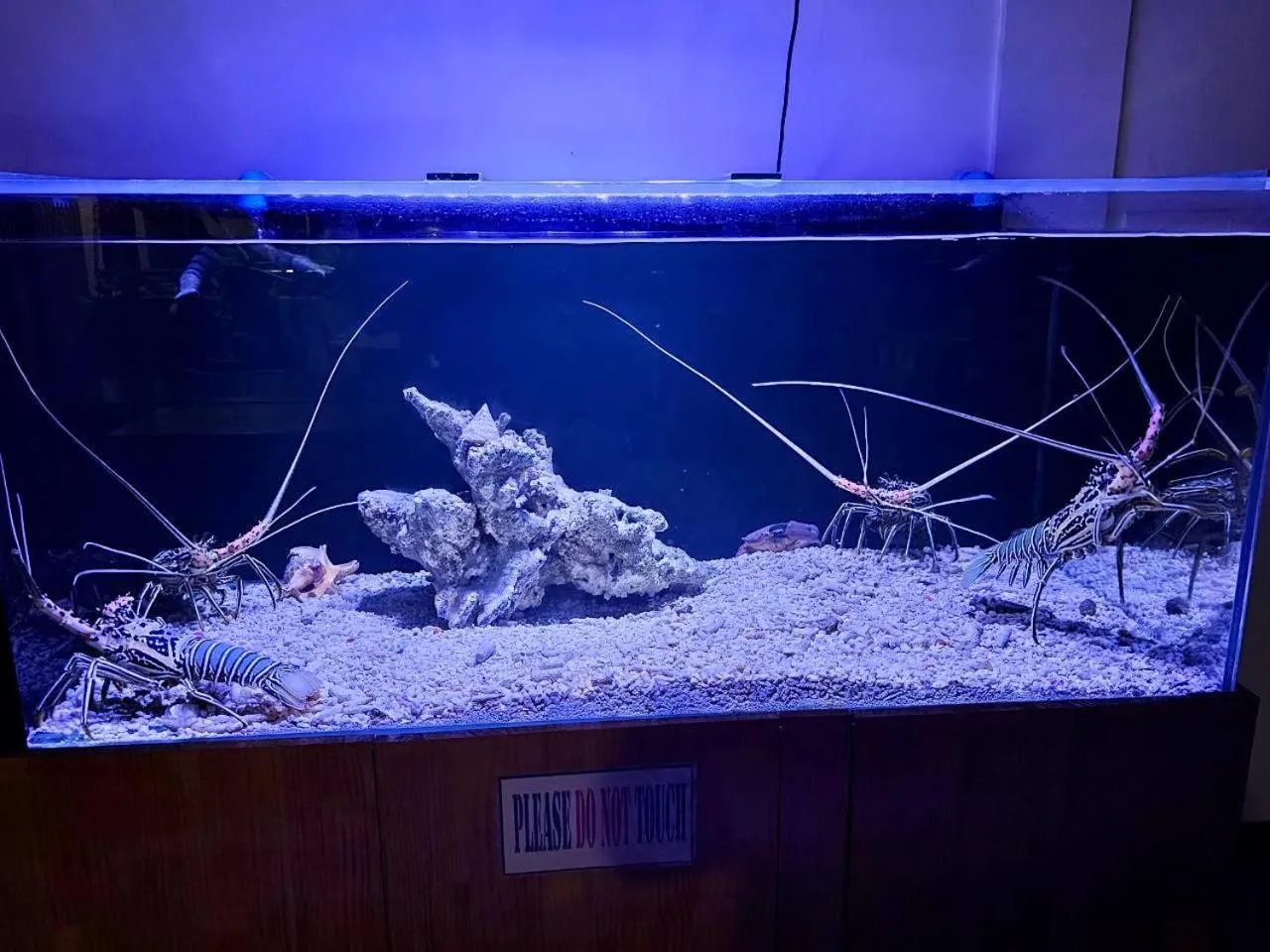 Restaurant/places to eat in PERLA Dhangethi