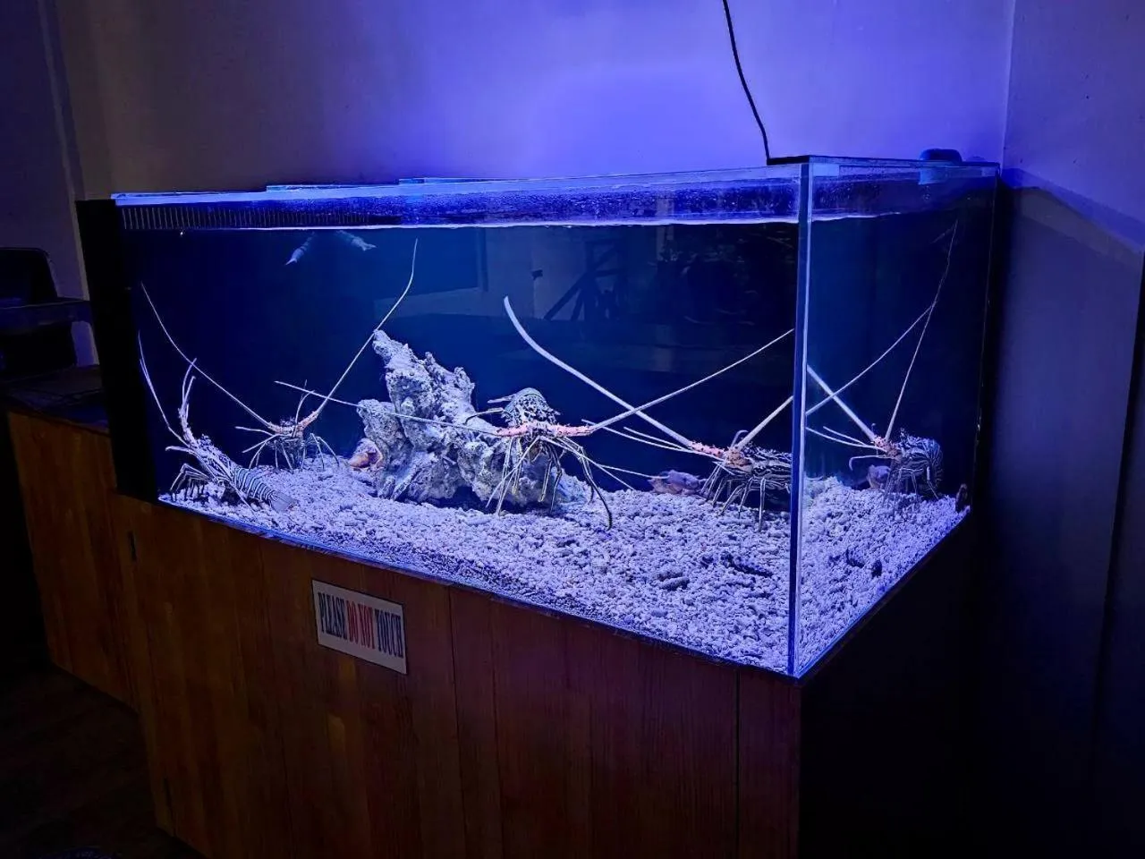 Restaurant/places to eat in PERLA Dhangethi