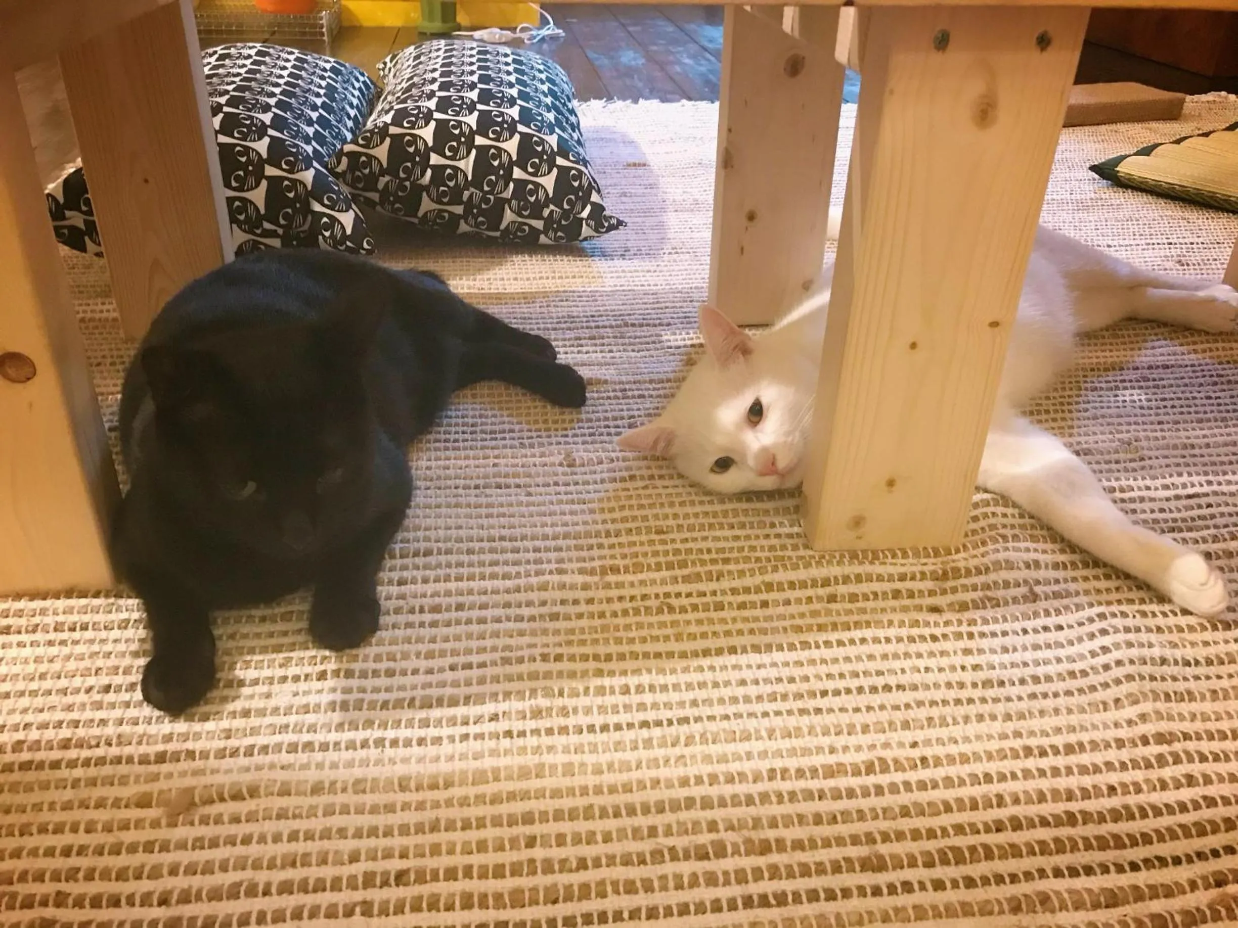 Communal lounge/ TV room in Mad Cat Hostel Osaka & Bar