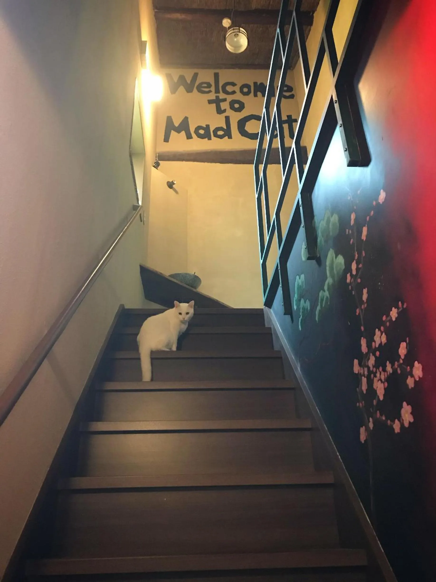 Pets in Mad Cat Hostel Osaka & Bar