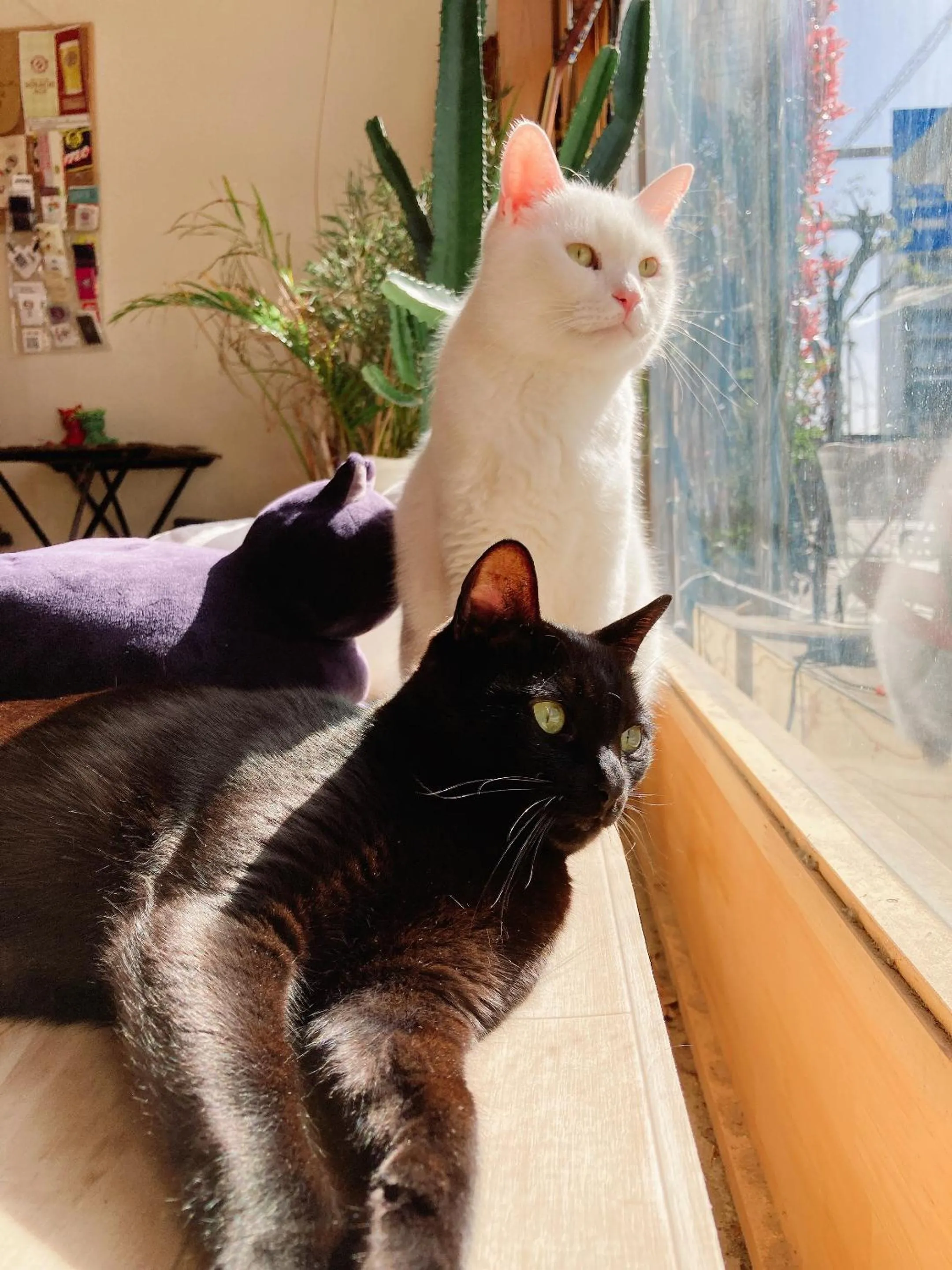 Mad Cat Hostel Osaka & Bar