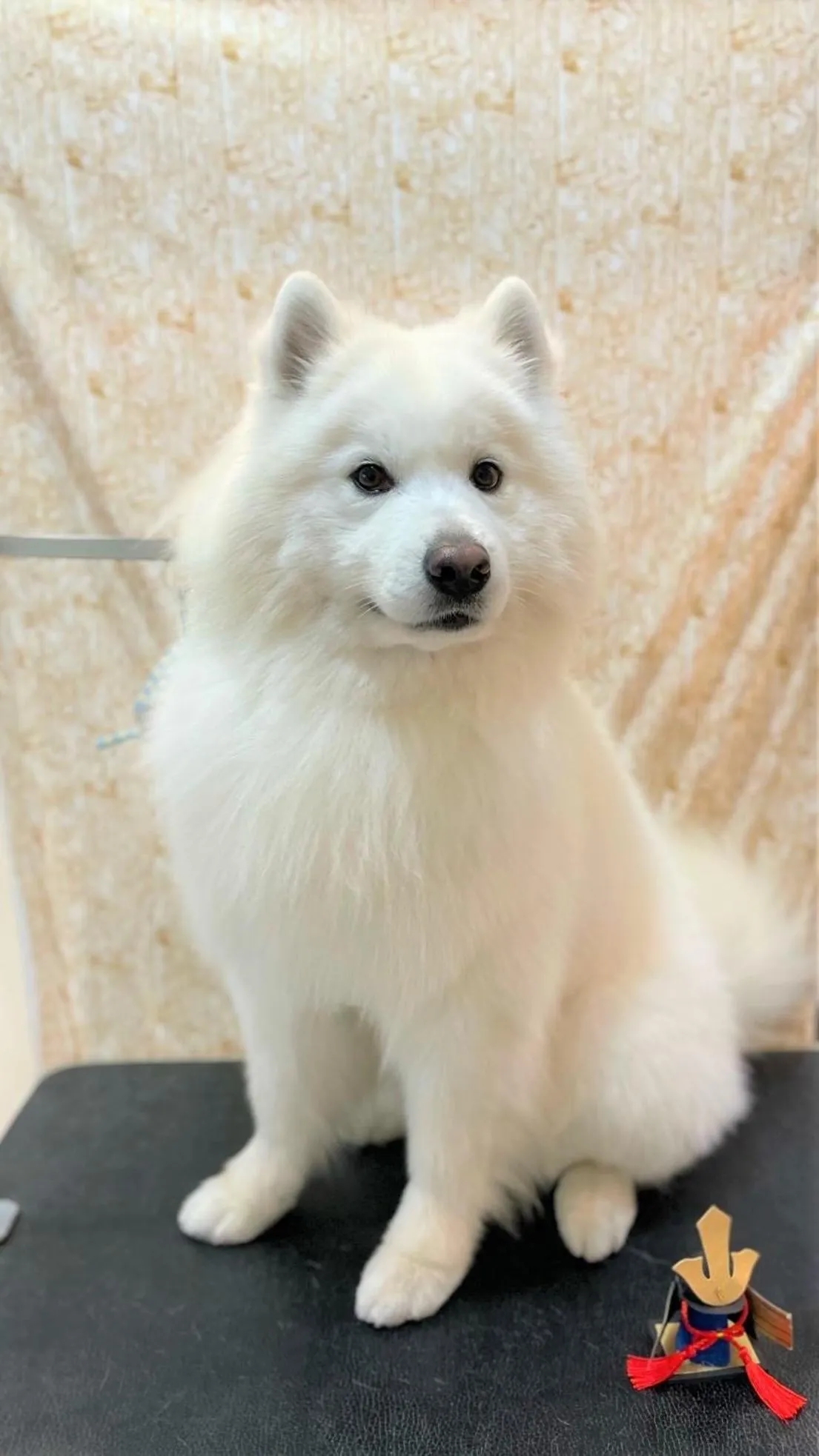 pet friendly in The road to Mt.Fuji