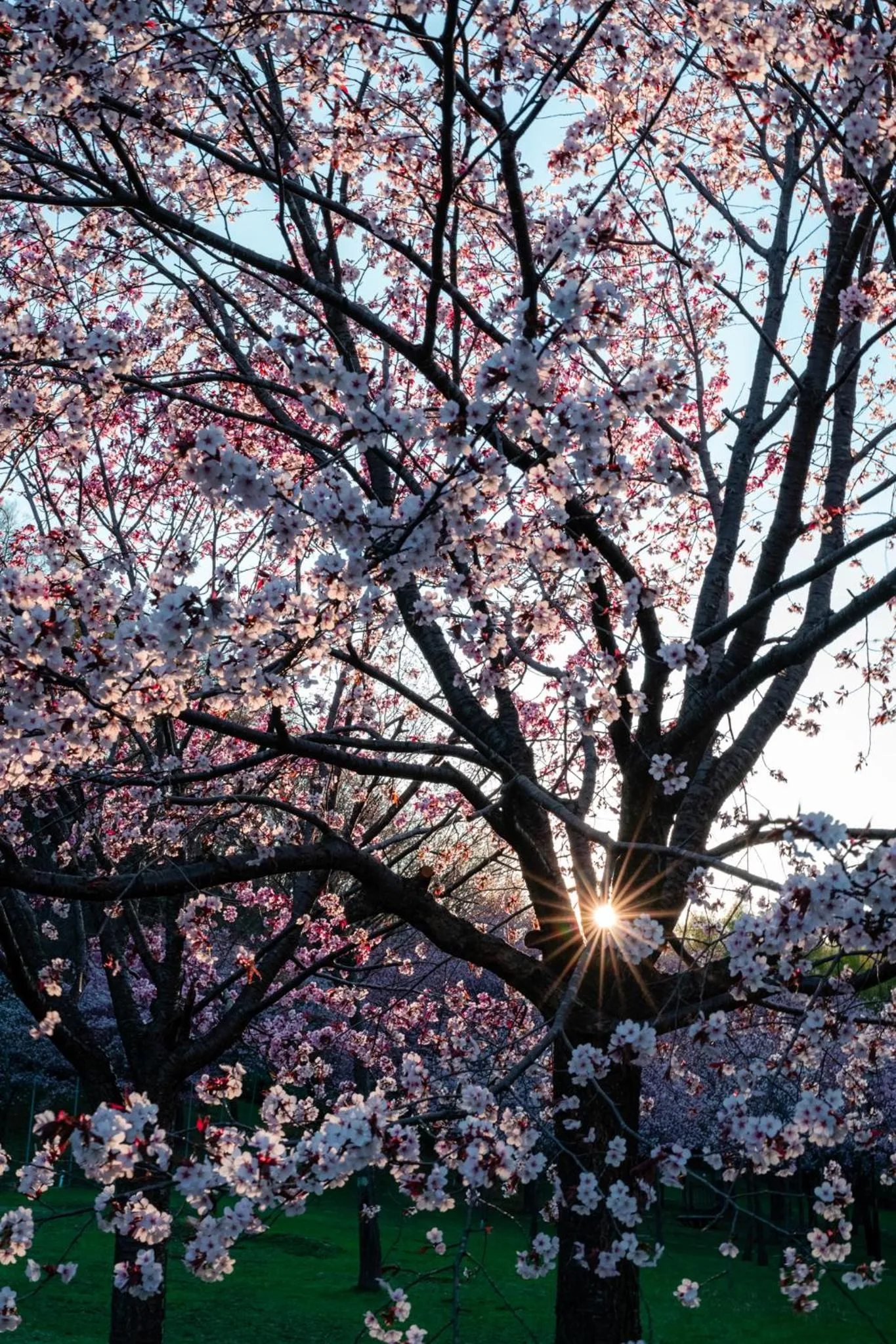 Spring in Chalet Ivy Jozankei