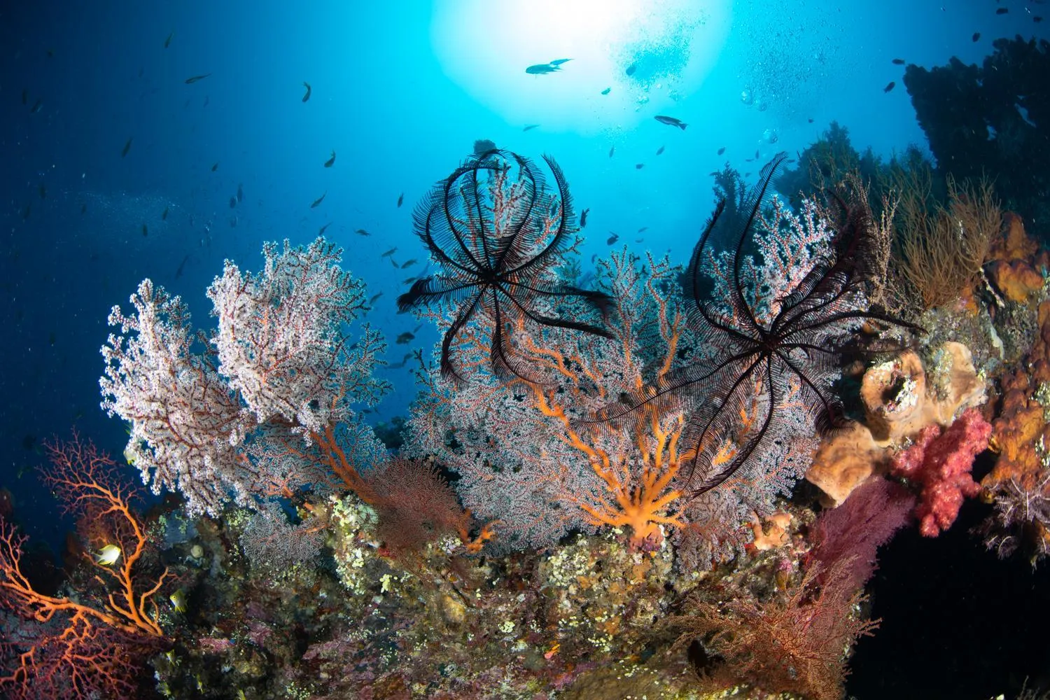 Natural landscape in Bali Dive Resort Amed