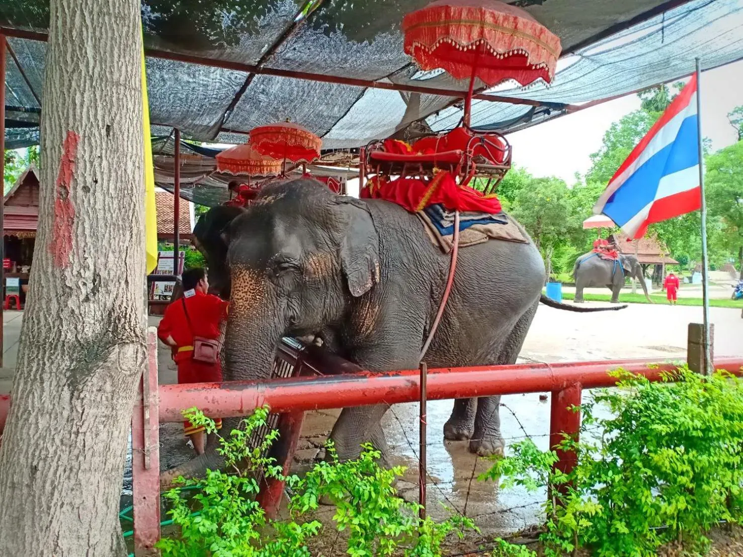 Animals in Siri Guesthouse