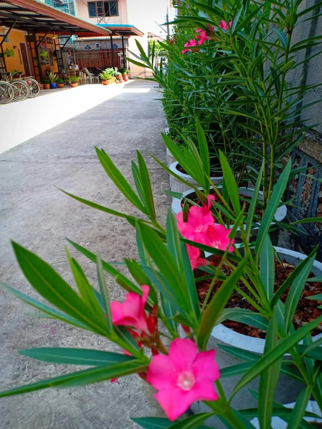Garden view in Siri Guesthouse