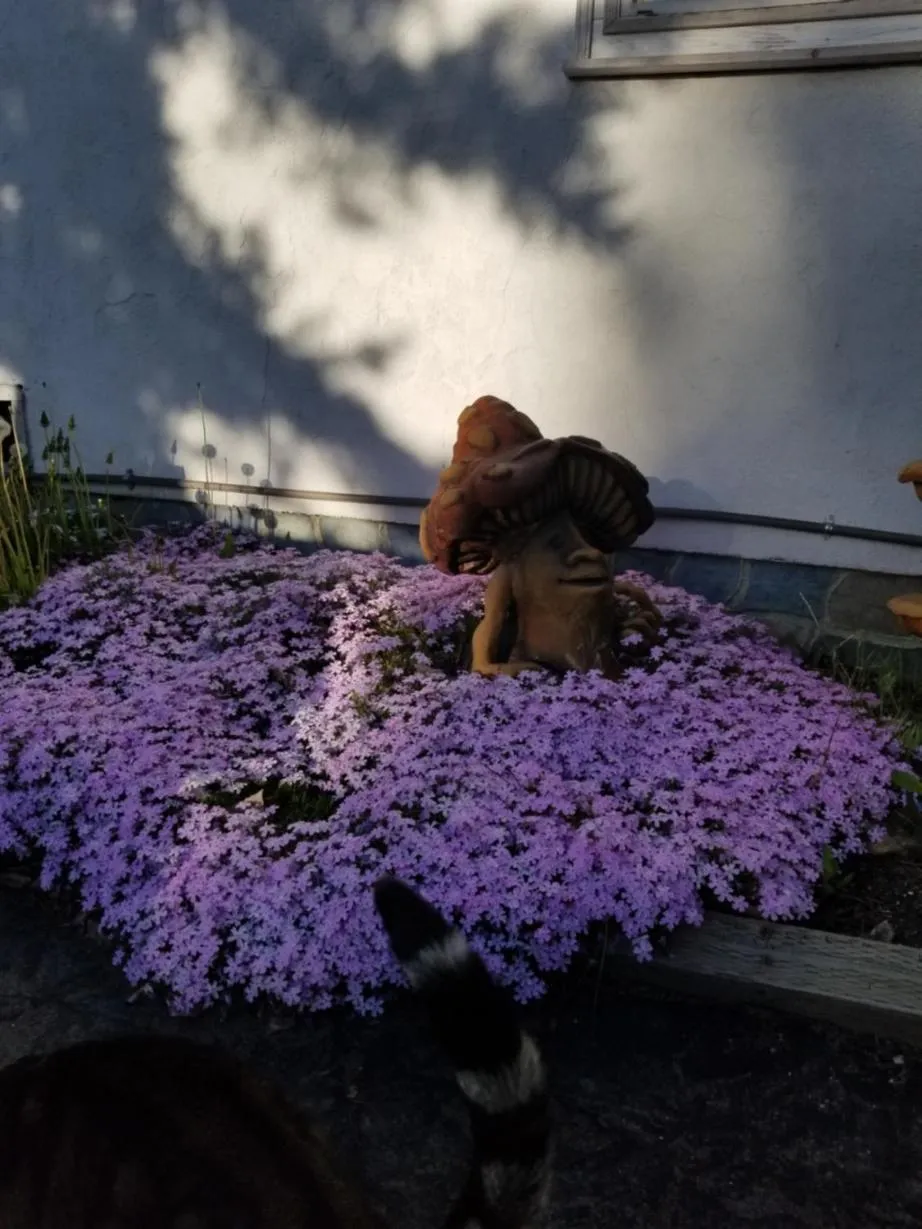 Garden in Castle Wood Theme Cottages- COUPLES ONLY