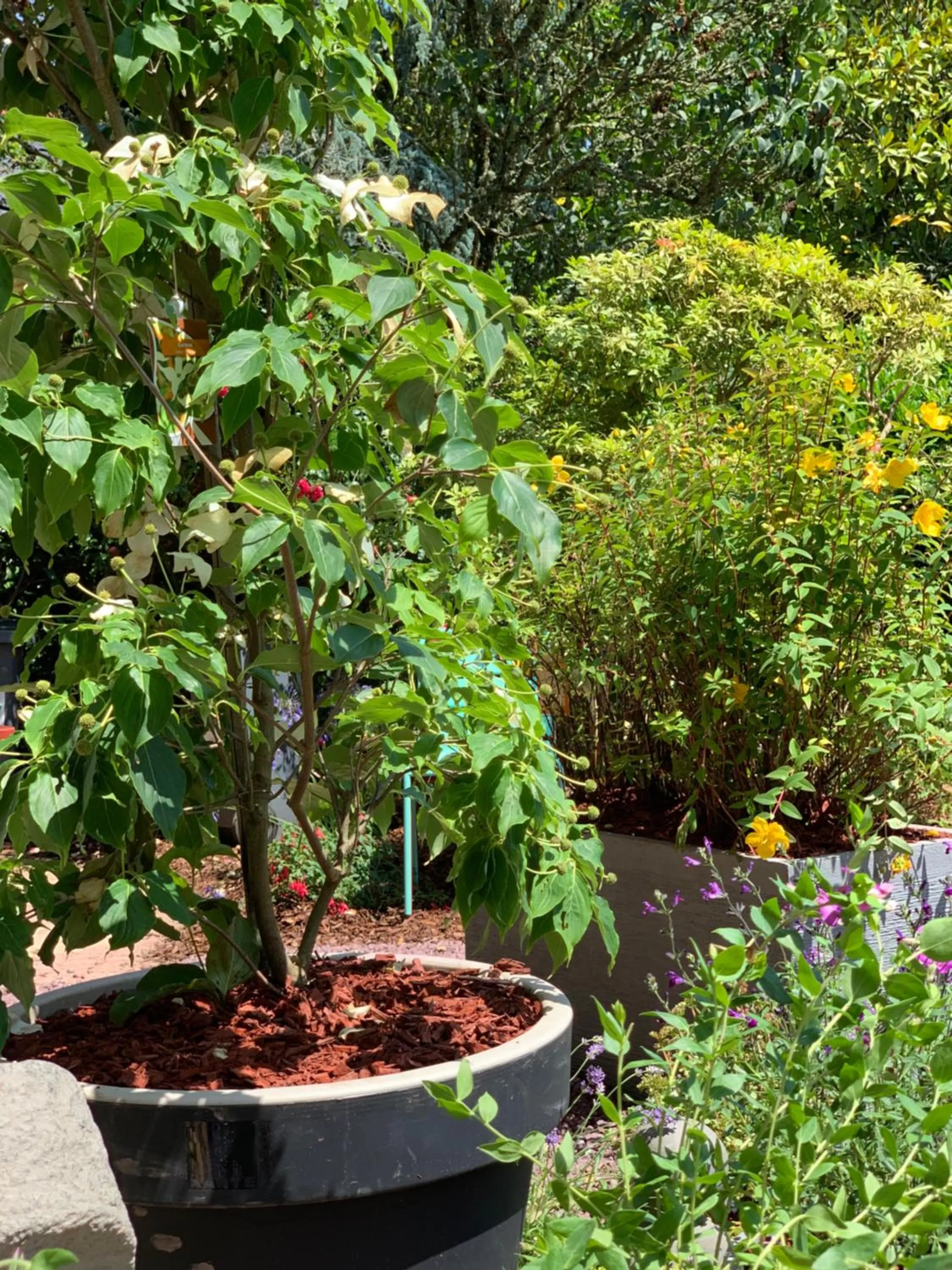 Garden in La maison des Légendes