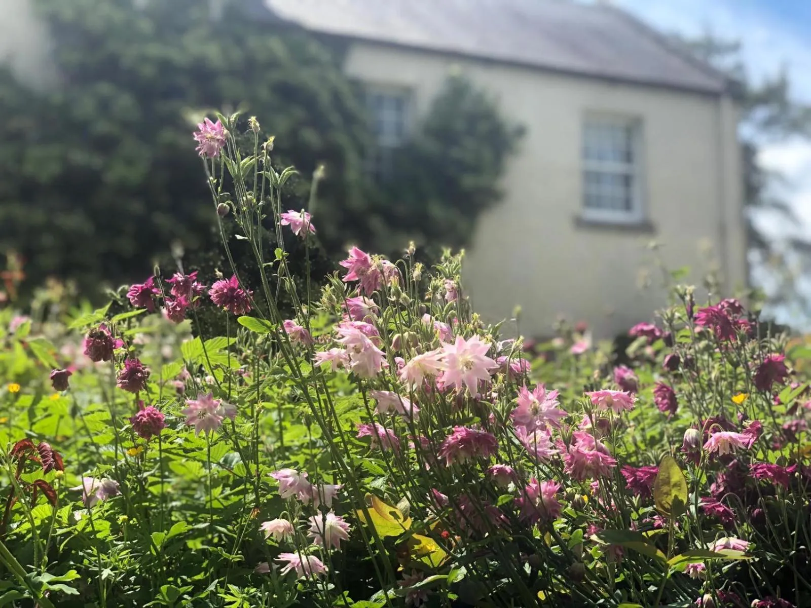 Property building in Dalton House Bed and Breakfast