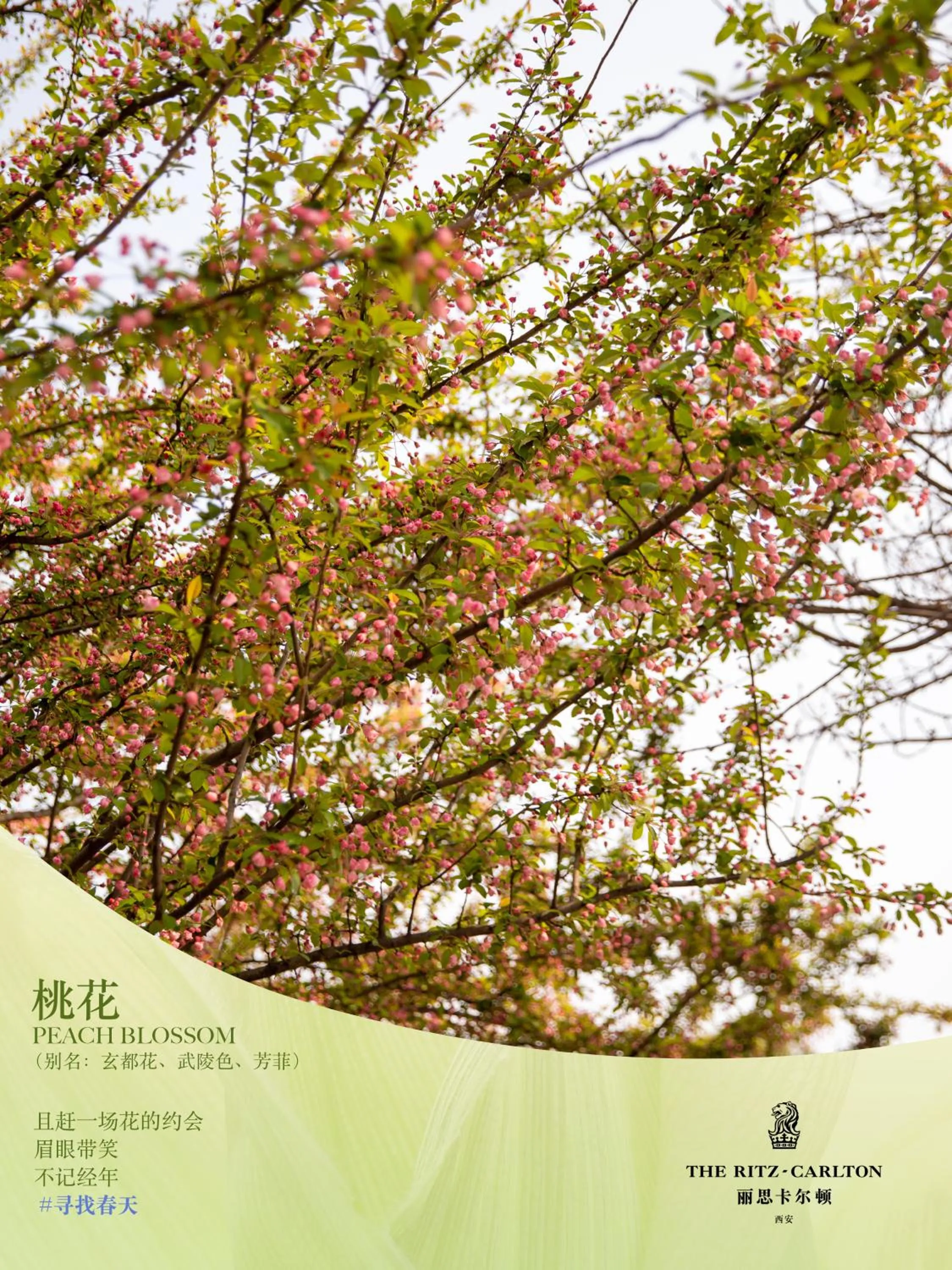 Seasons in The Ritz-Carlton, Xi'an