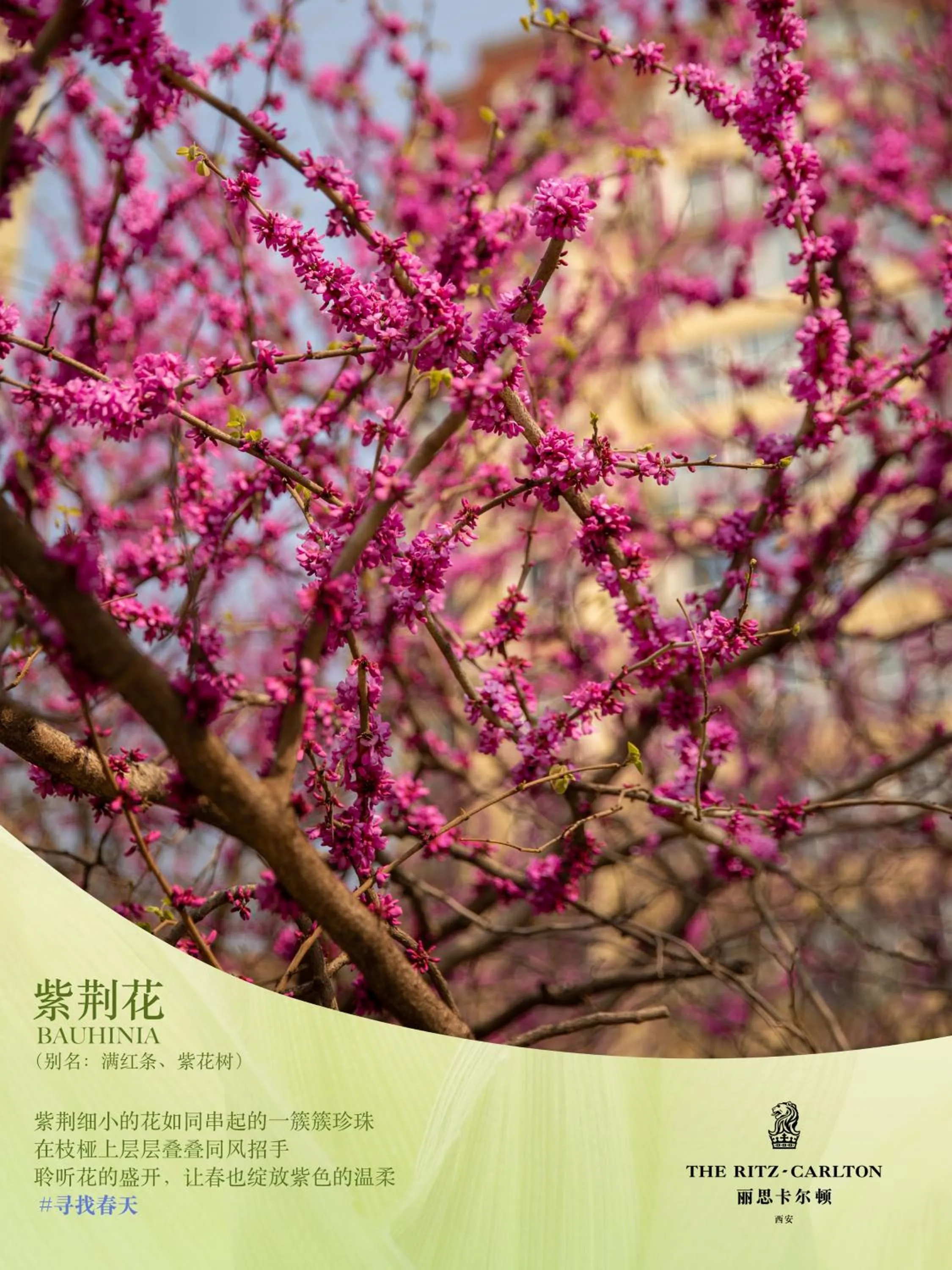 Seasons in The Ritz-Carlton, Xi'an