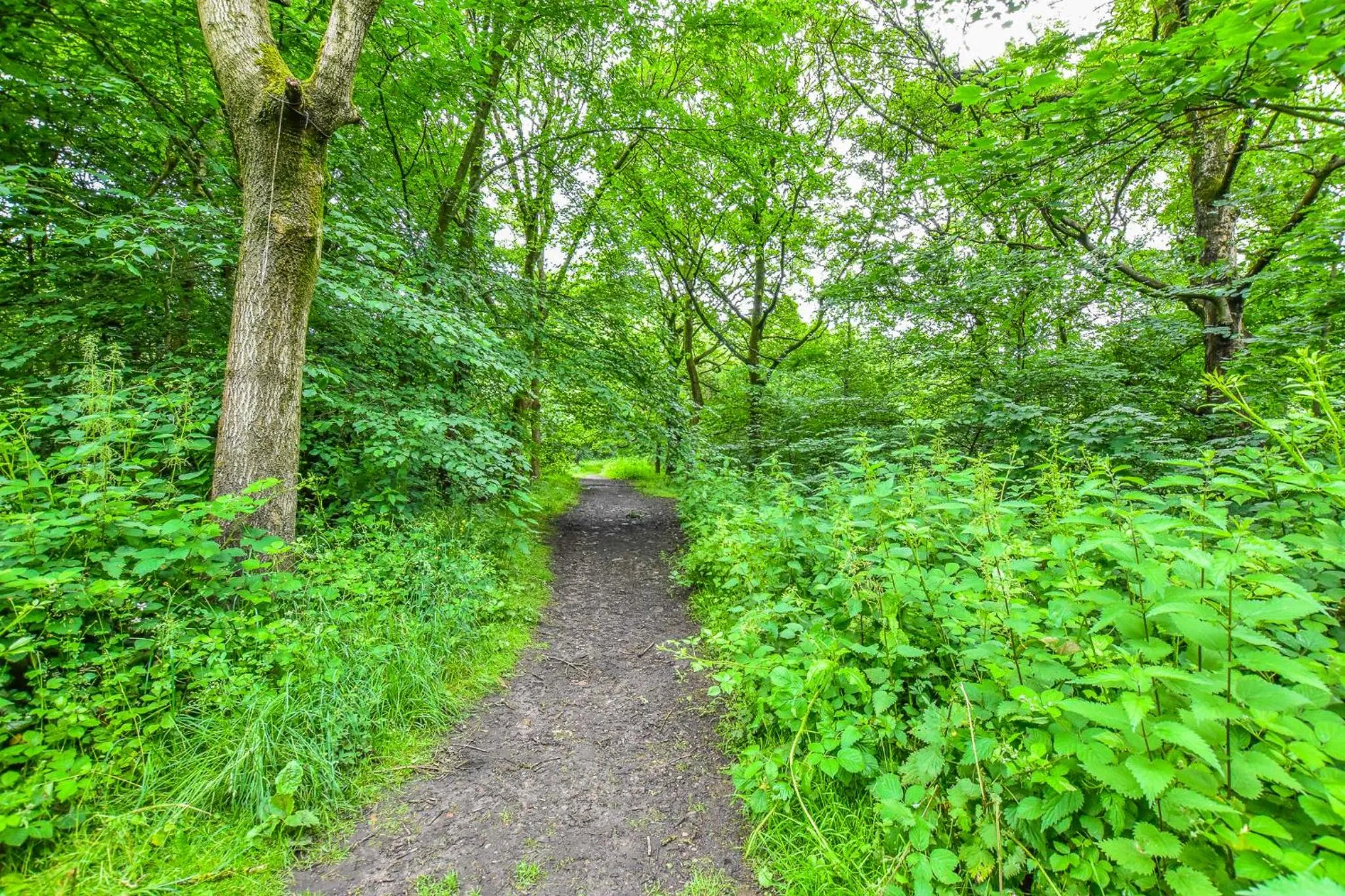 Garden in Regency GuestHouse Manchester North