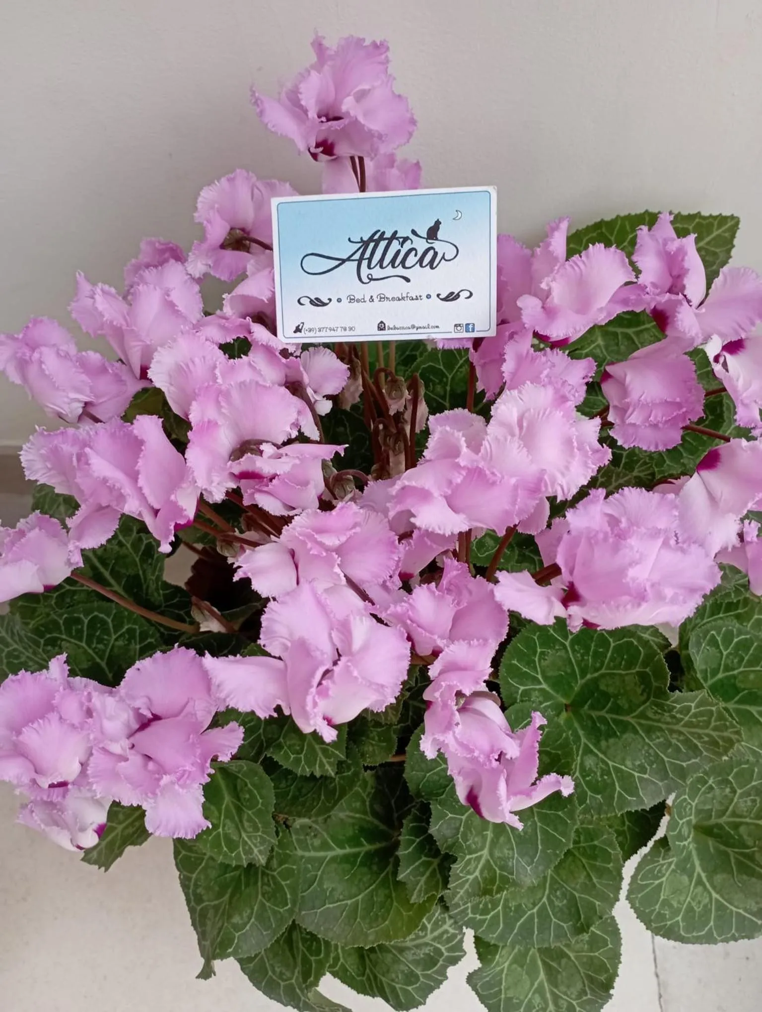 Balcony/Terrace in Attica B&B