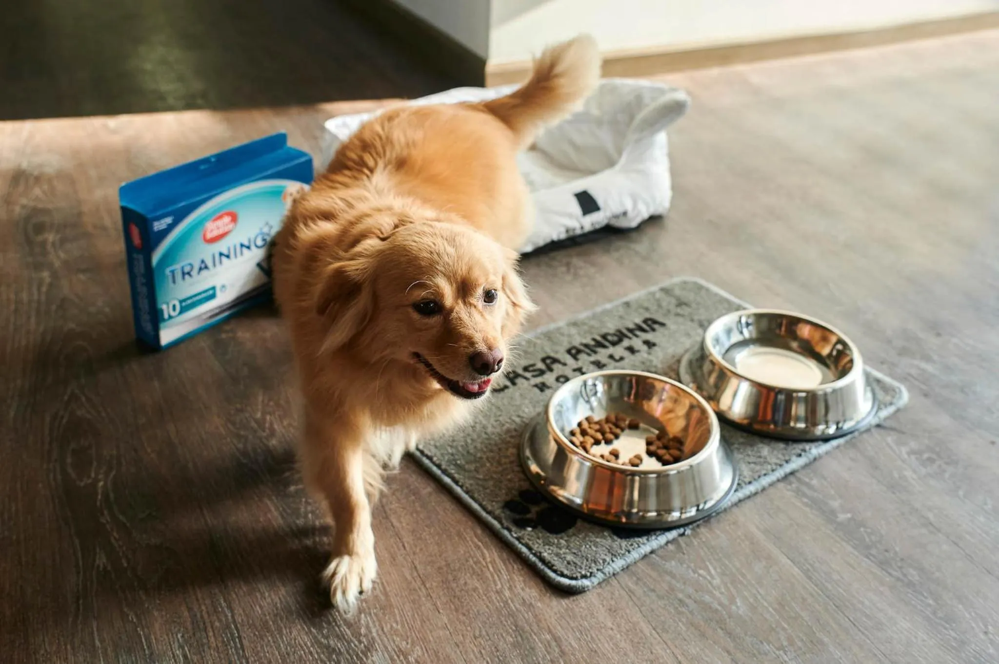 Pets in Casa Andina Select Paracas