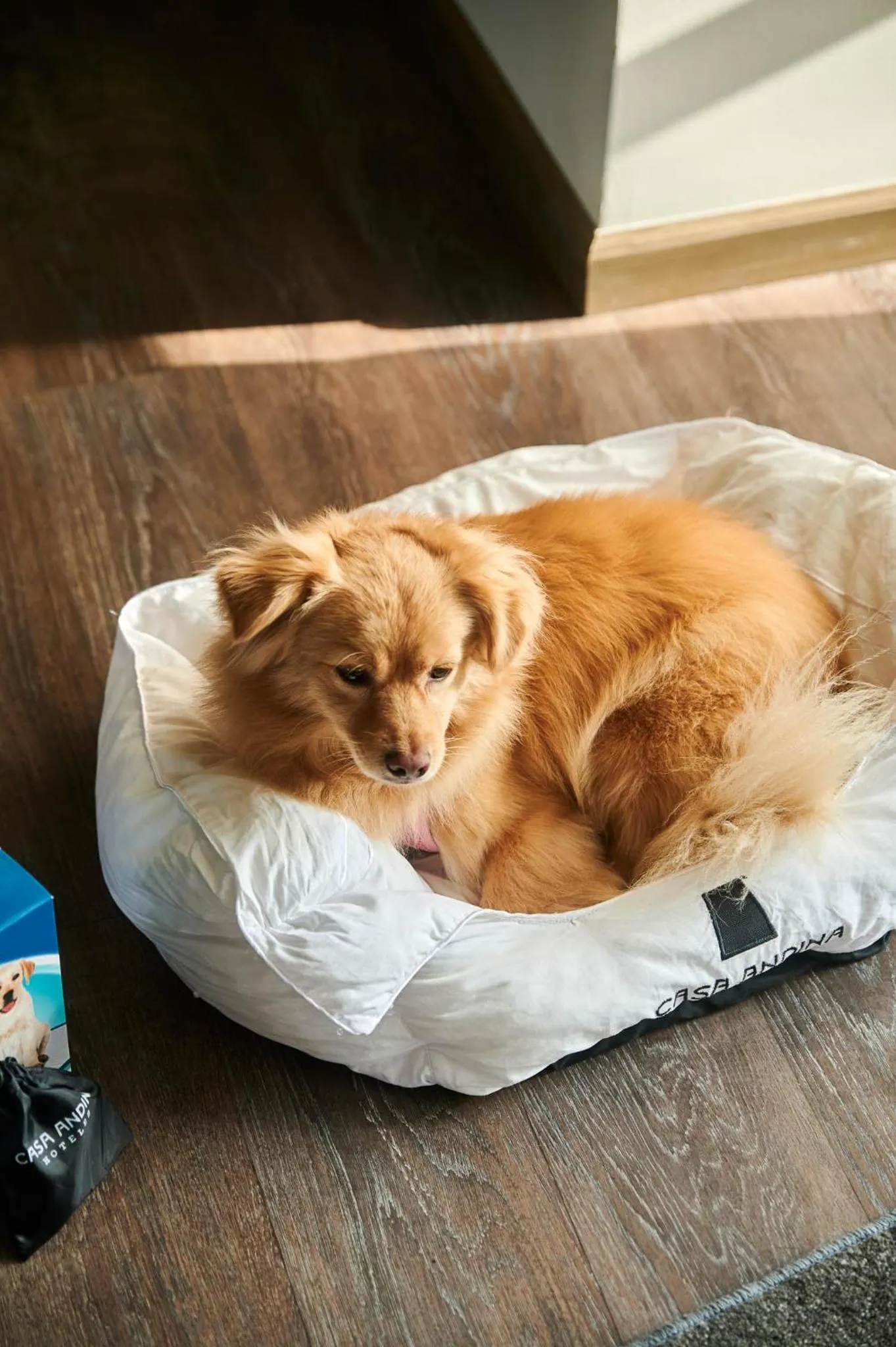 Pets in Casa Andina Select Paracas