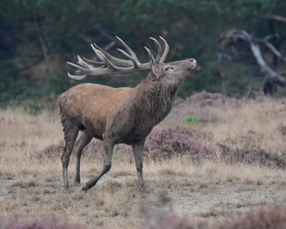 Animals in B&Bveluwezoom