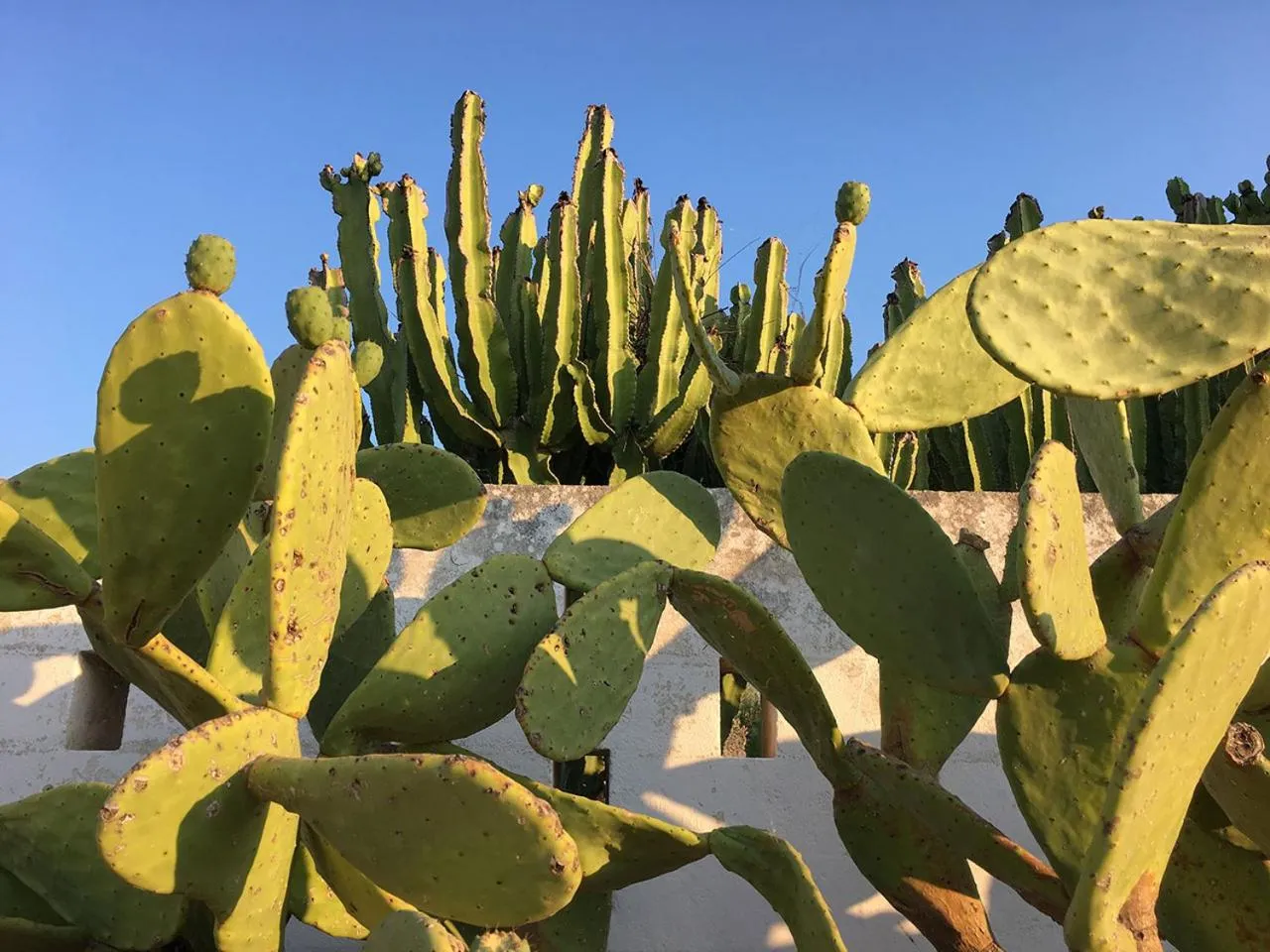 Garden in Boutique Hotel Masseria Sottomasi
