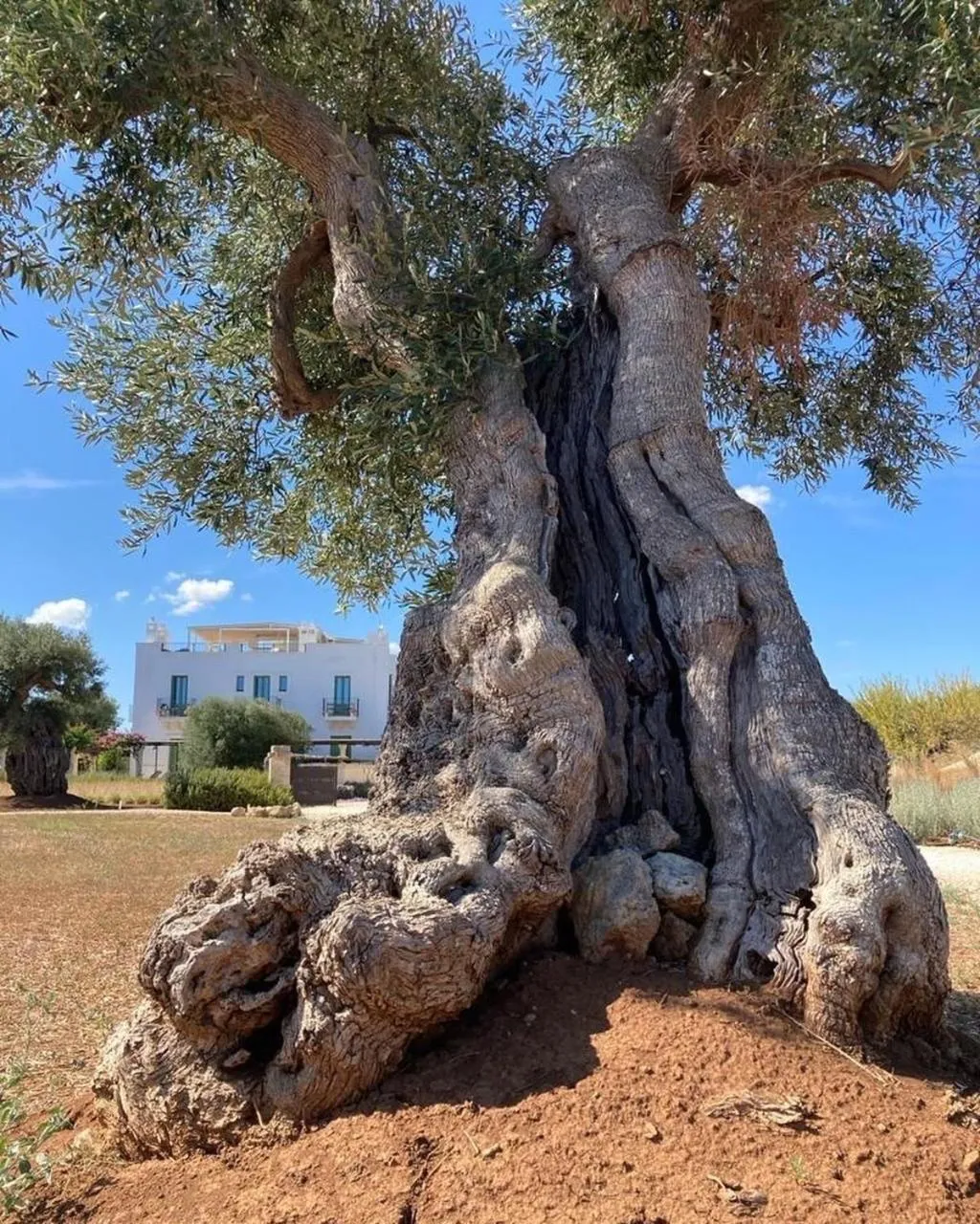 Garden in Boutique Hotel Masseria Sottomasi