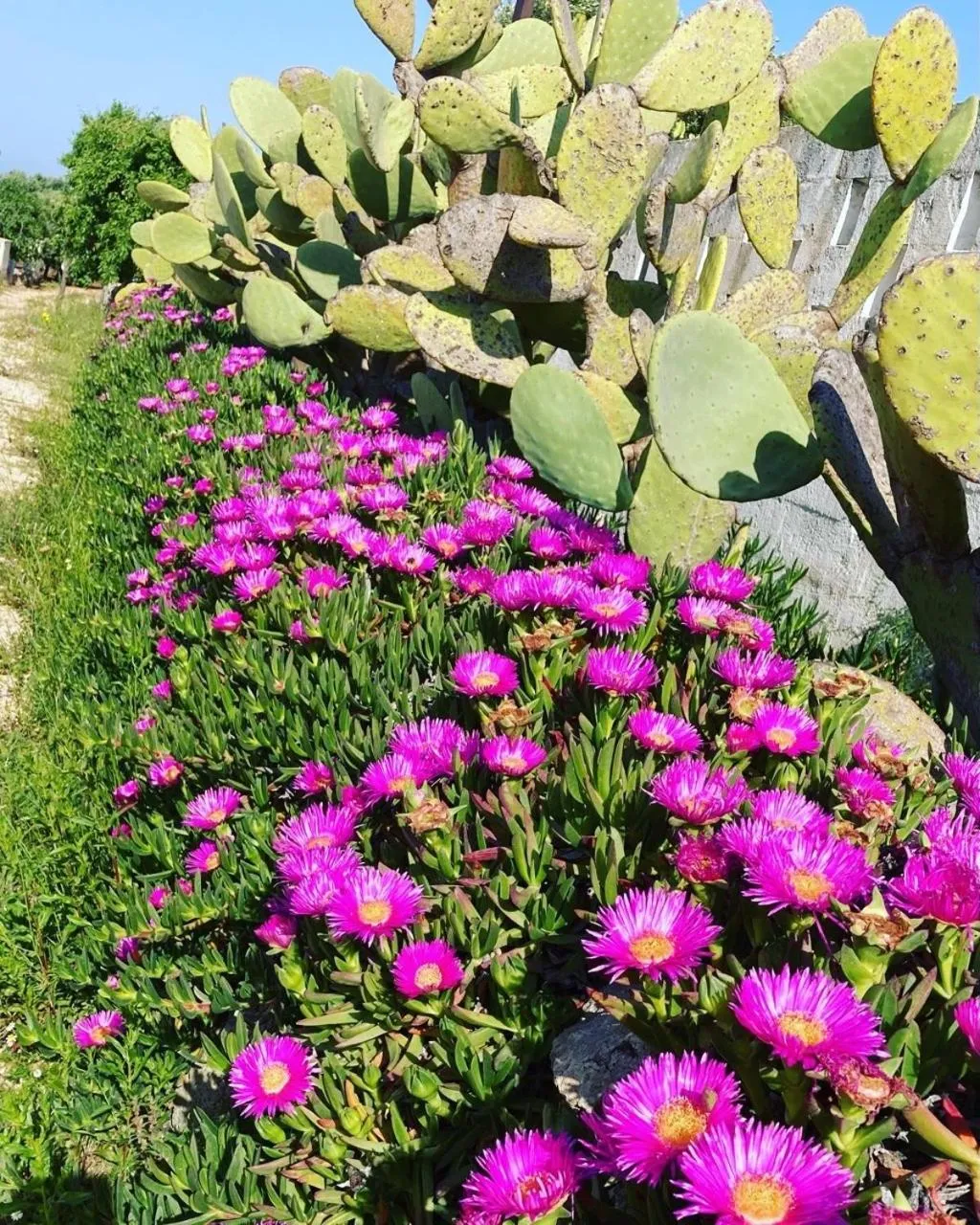 Garden in Boutique Hotel Masseria Sottomasi